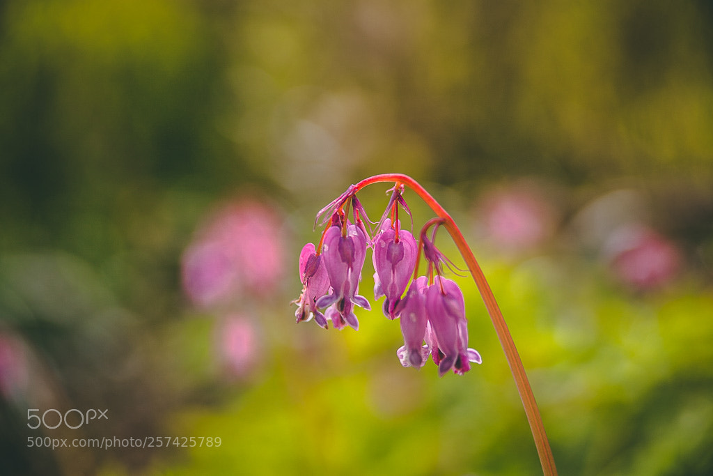 Canon EOS 5D Mark II sample photo. Lonely flower photography