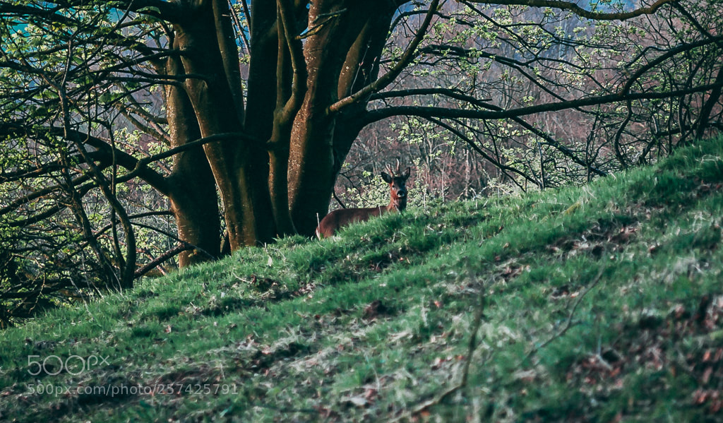 Canon EOS 5D Mark II sample photo. Hidden deer photography