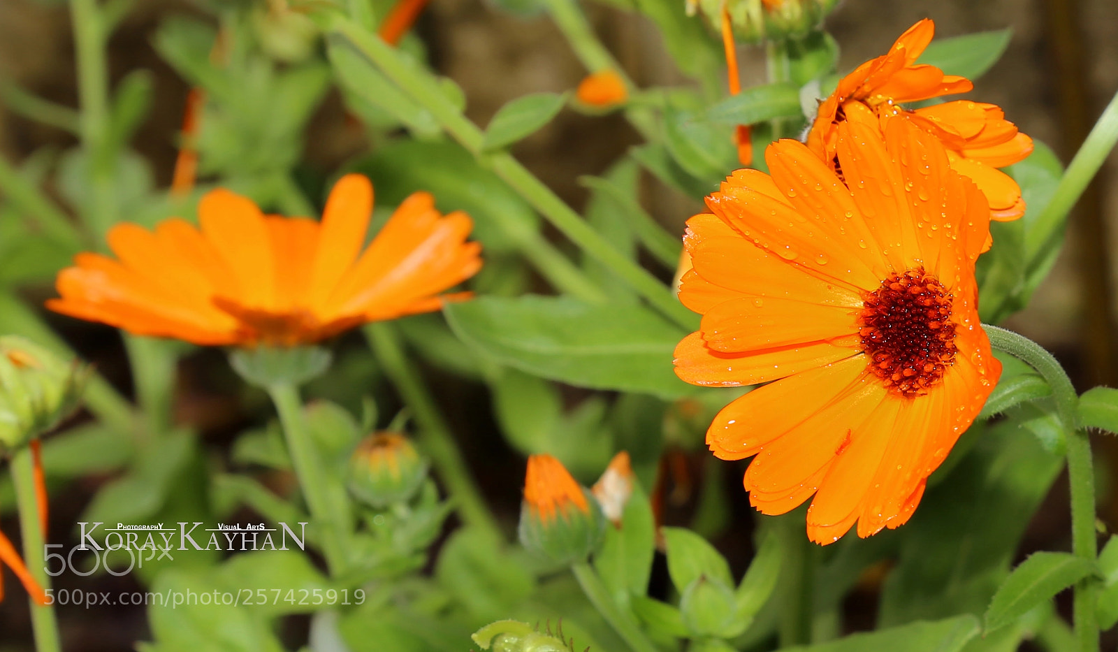 Canon EOS 6D sample photo. Calendula officinalis (aynısefa) photography