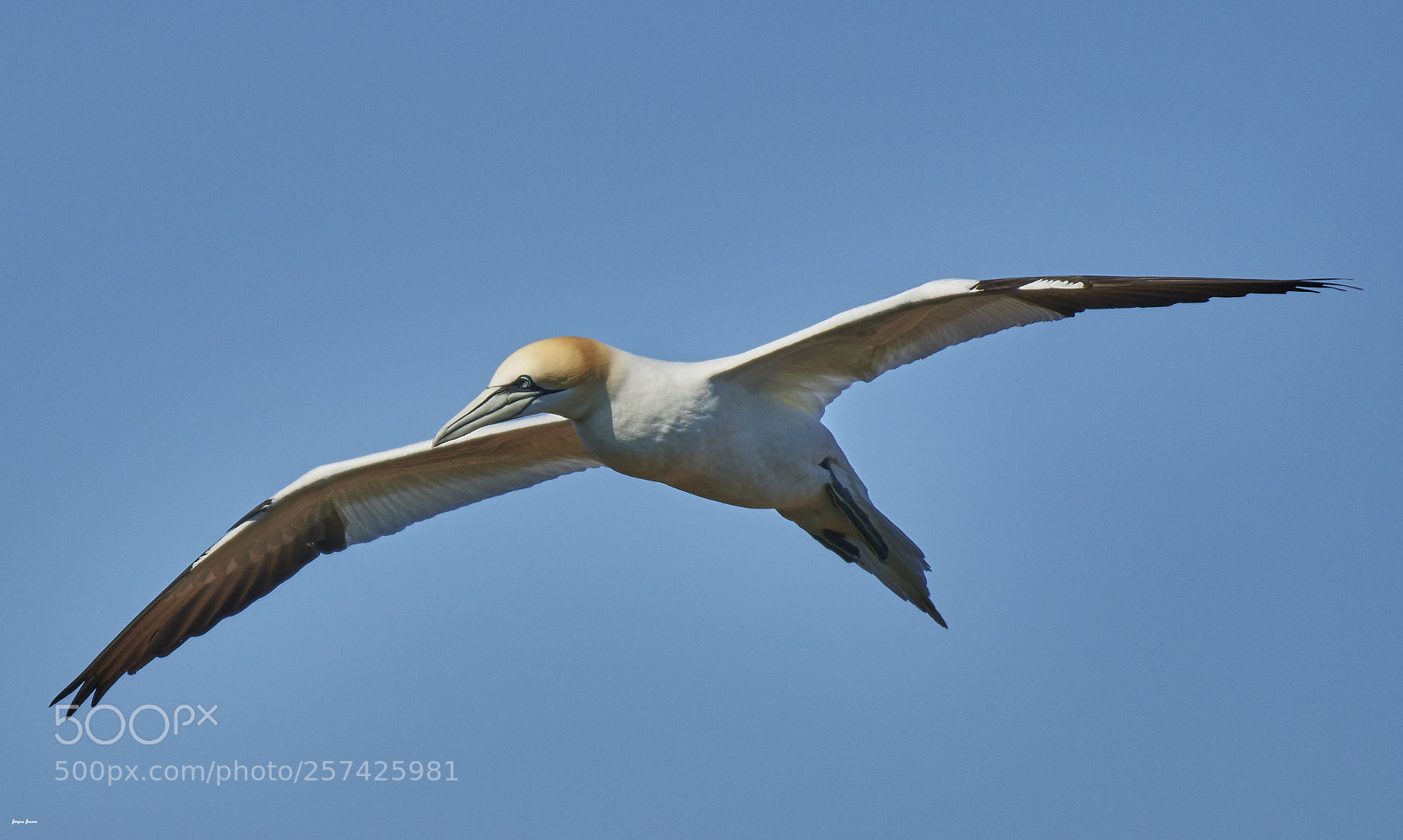 Nikon D500 sample photo. Gannet photography