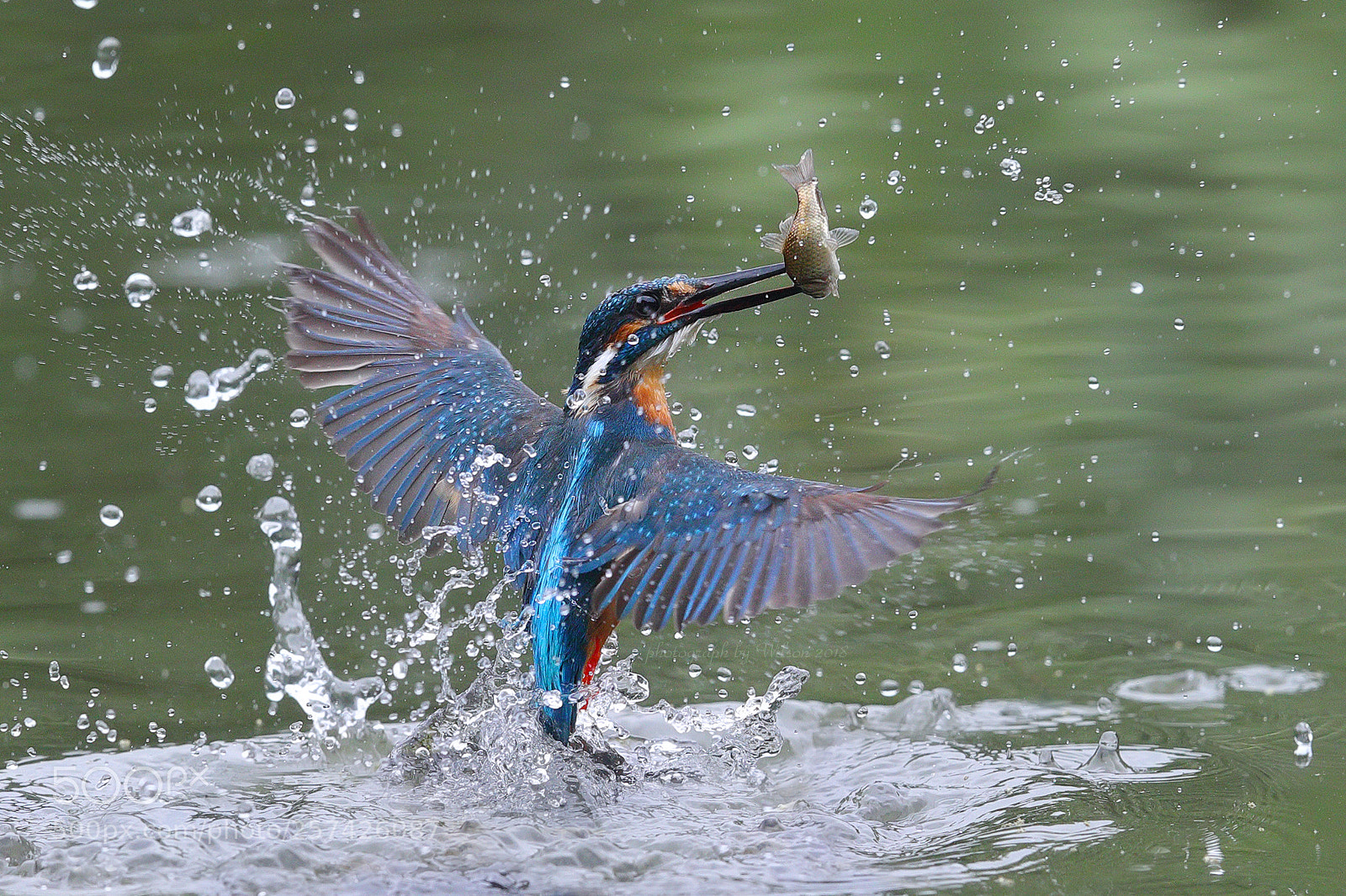 Canon EOS-1D X Mark II sample photo. Alcedo atthis photography
