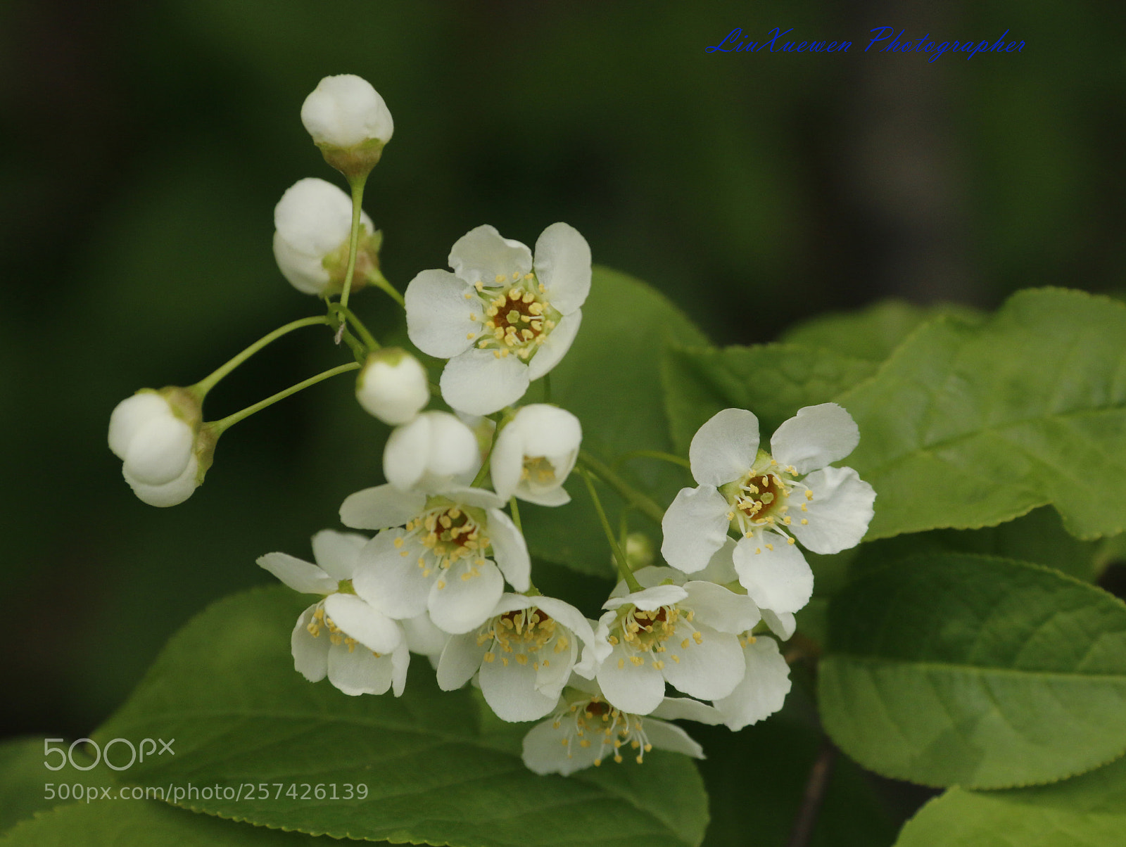 Canon EOS 70D sample photo. Plum blossom photography