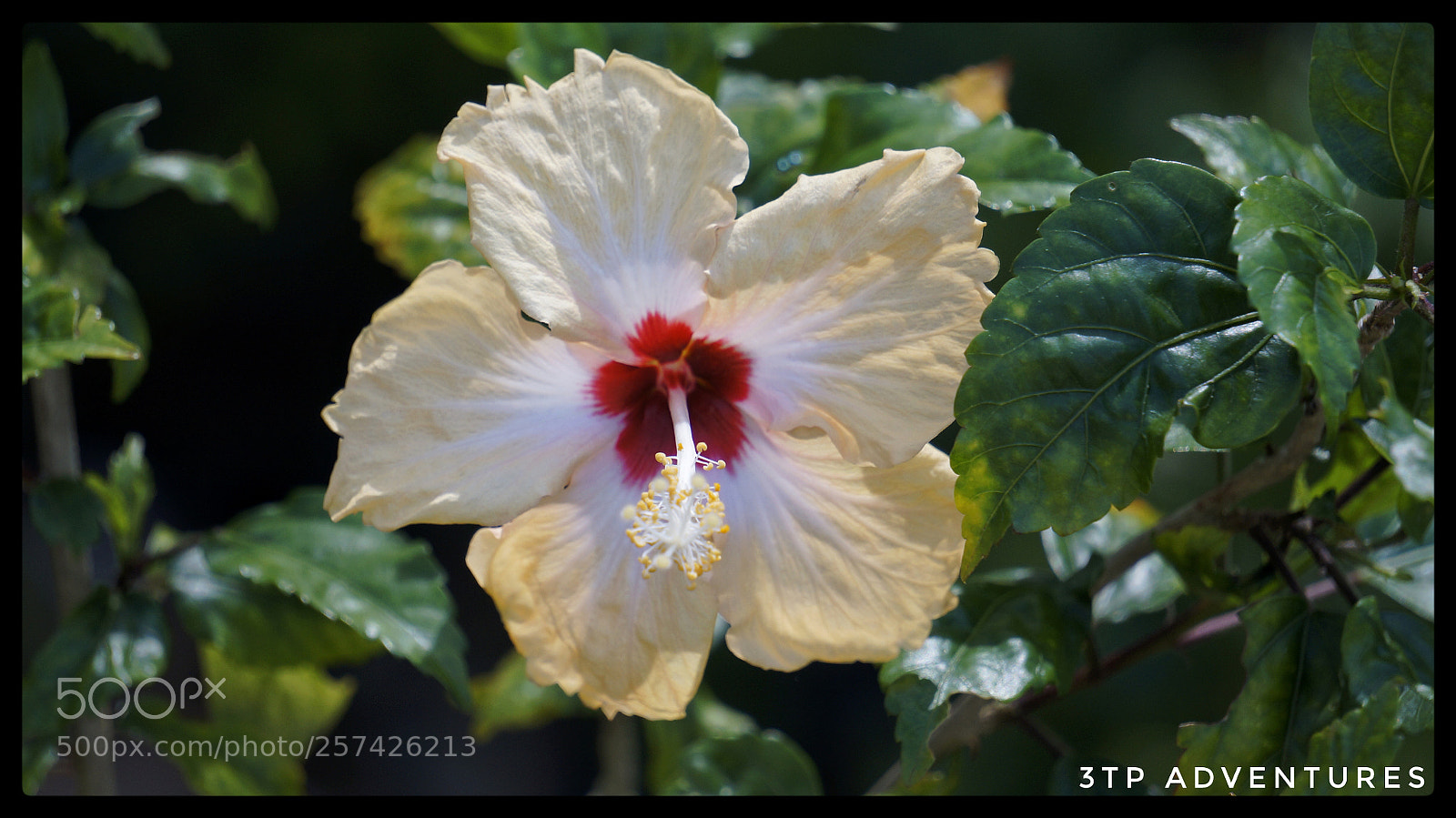 Sony Alpha NEX-5N sample photo. Untitled photography