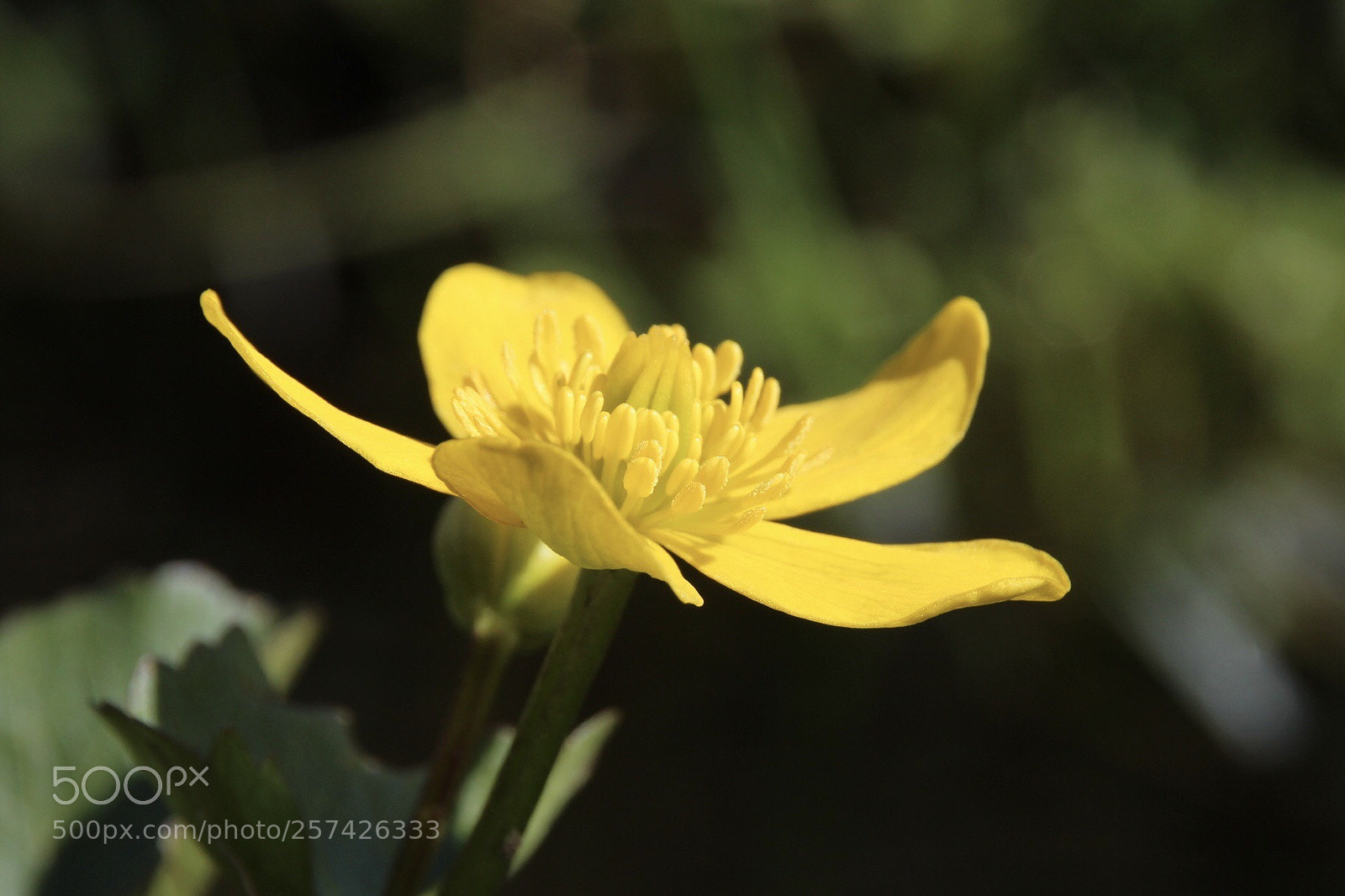 Canon EOS 700D (EOS Rebel T5i / EOS Kiss X7i) sample photo. Spring time photography