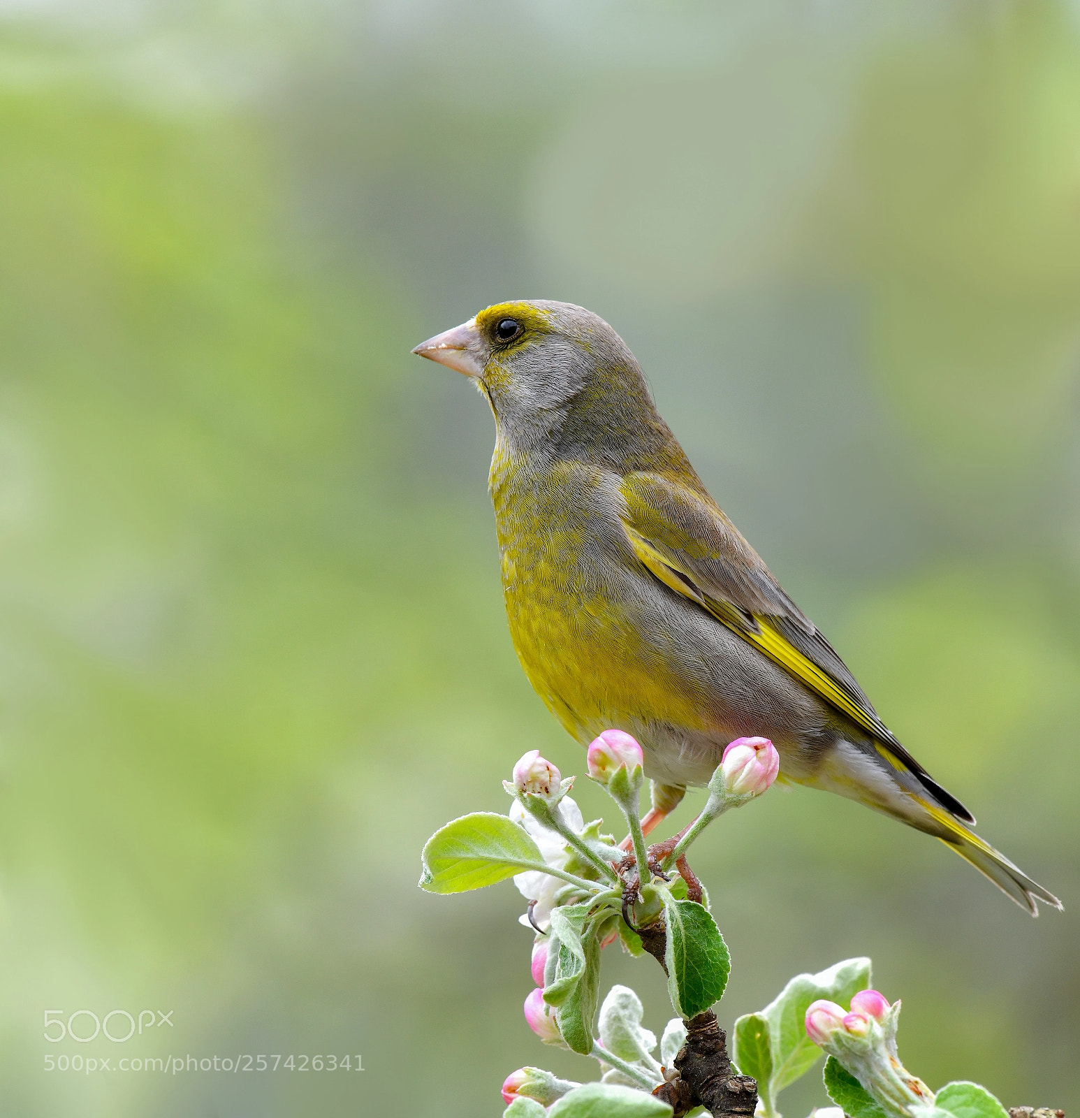 Nikon D850 sample photo. Greenfinch photography