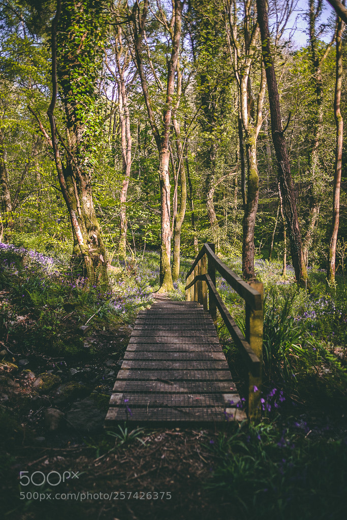 Canon EOS 5D Mark II sample photo. Bridge to the woods photography
