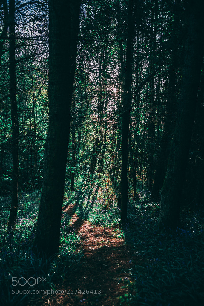 Canon EOS 5D Mark II sample photo. Sunset woods photography