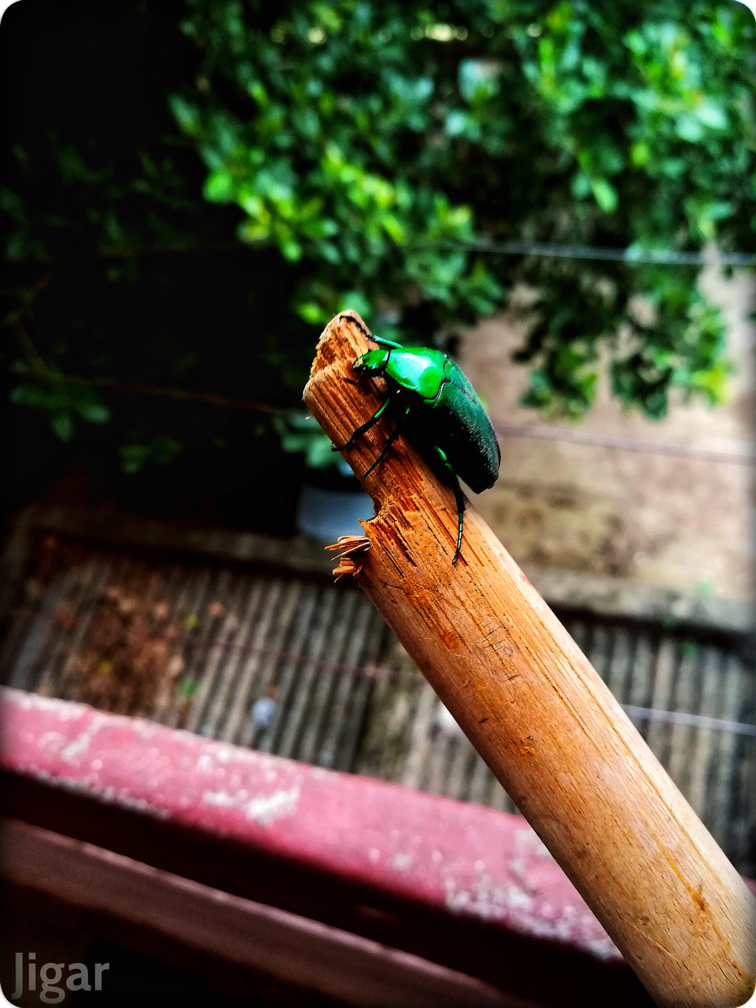 HUAWEI honor 6x sample photo. The green bug!!! photography