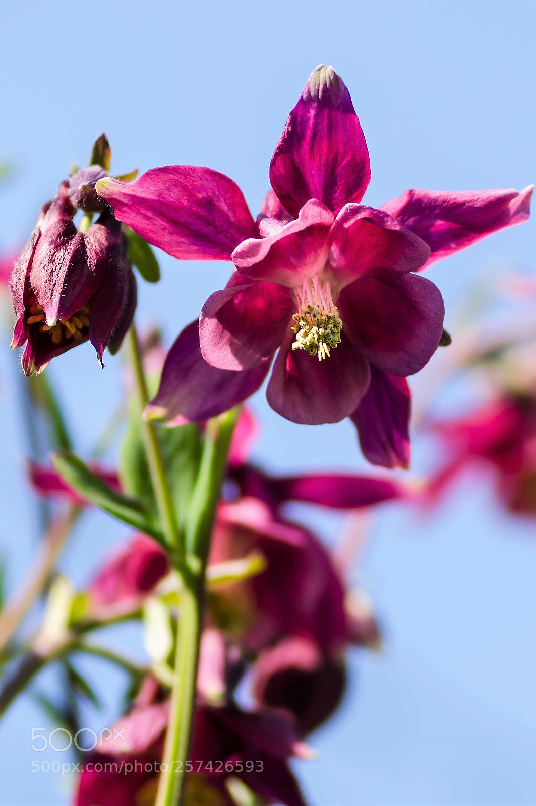 Nikon D7000 sample photo. Fleur sauvage photography