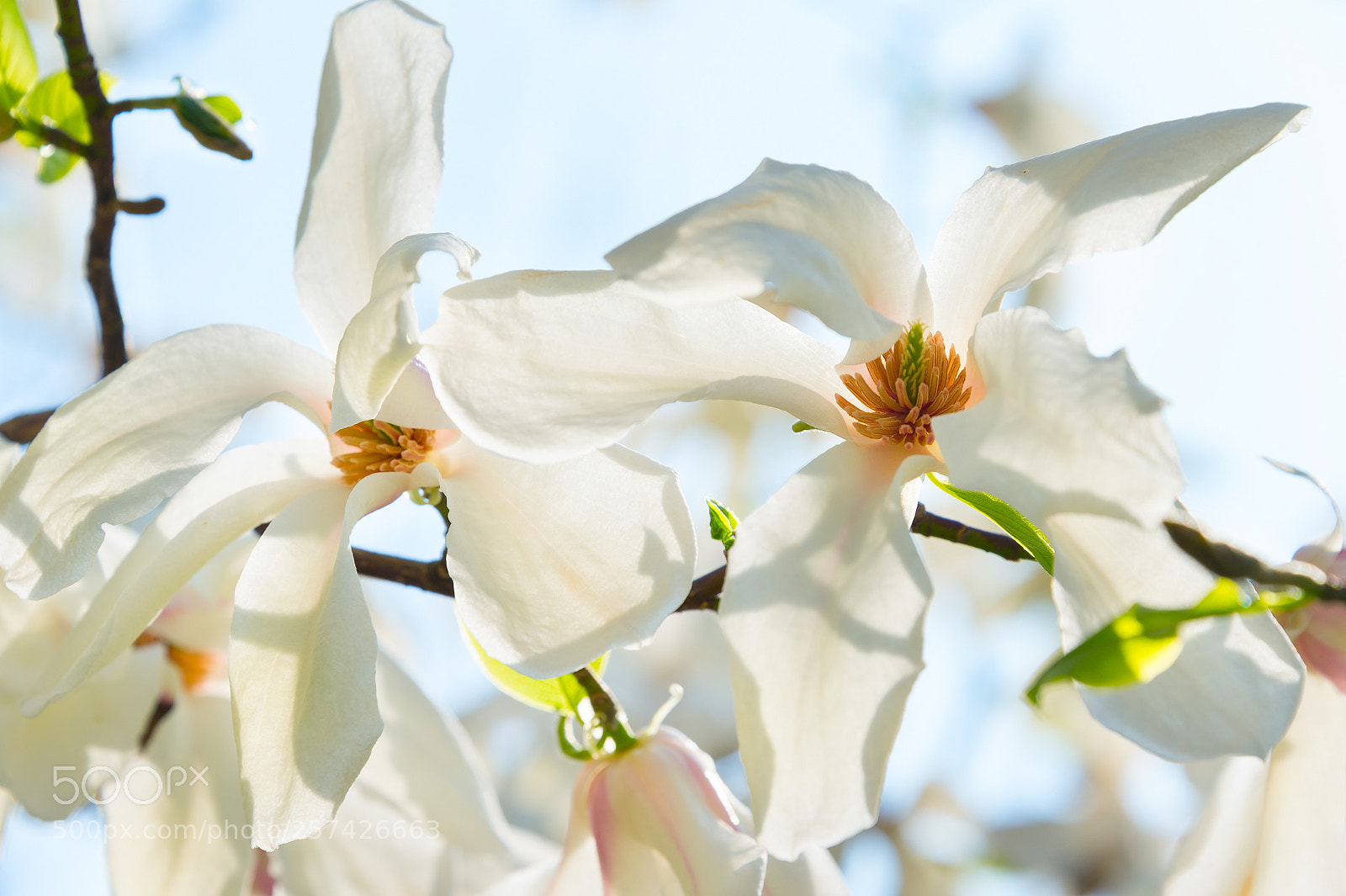 Nikon Df sample photo. Sunny blossom magnolia tree photography
