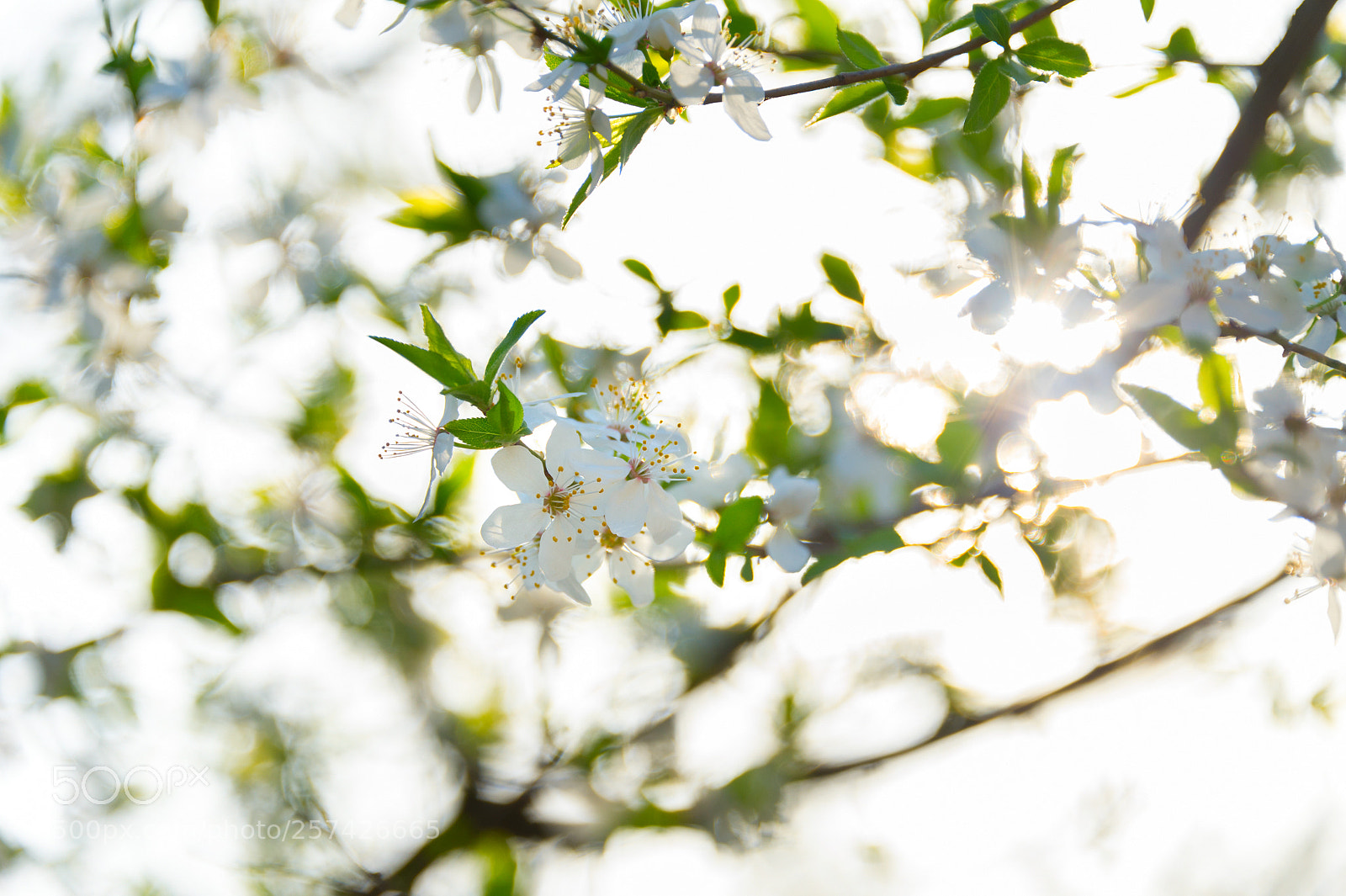 Nikon Df sample photo. Sunny blossom flowers branch photography