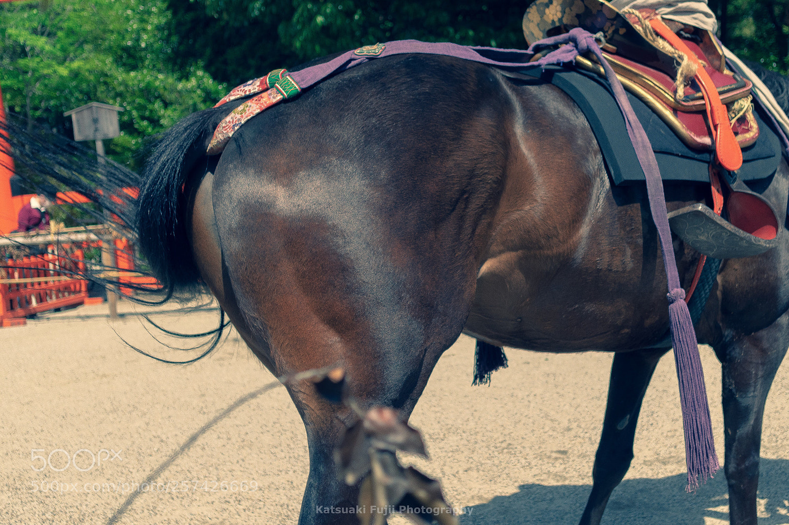 Olympus OM-D E-M1 sample photo. Strongness photography