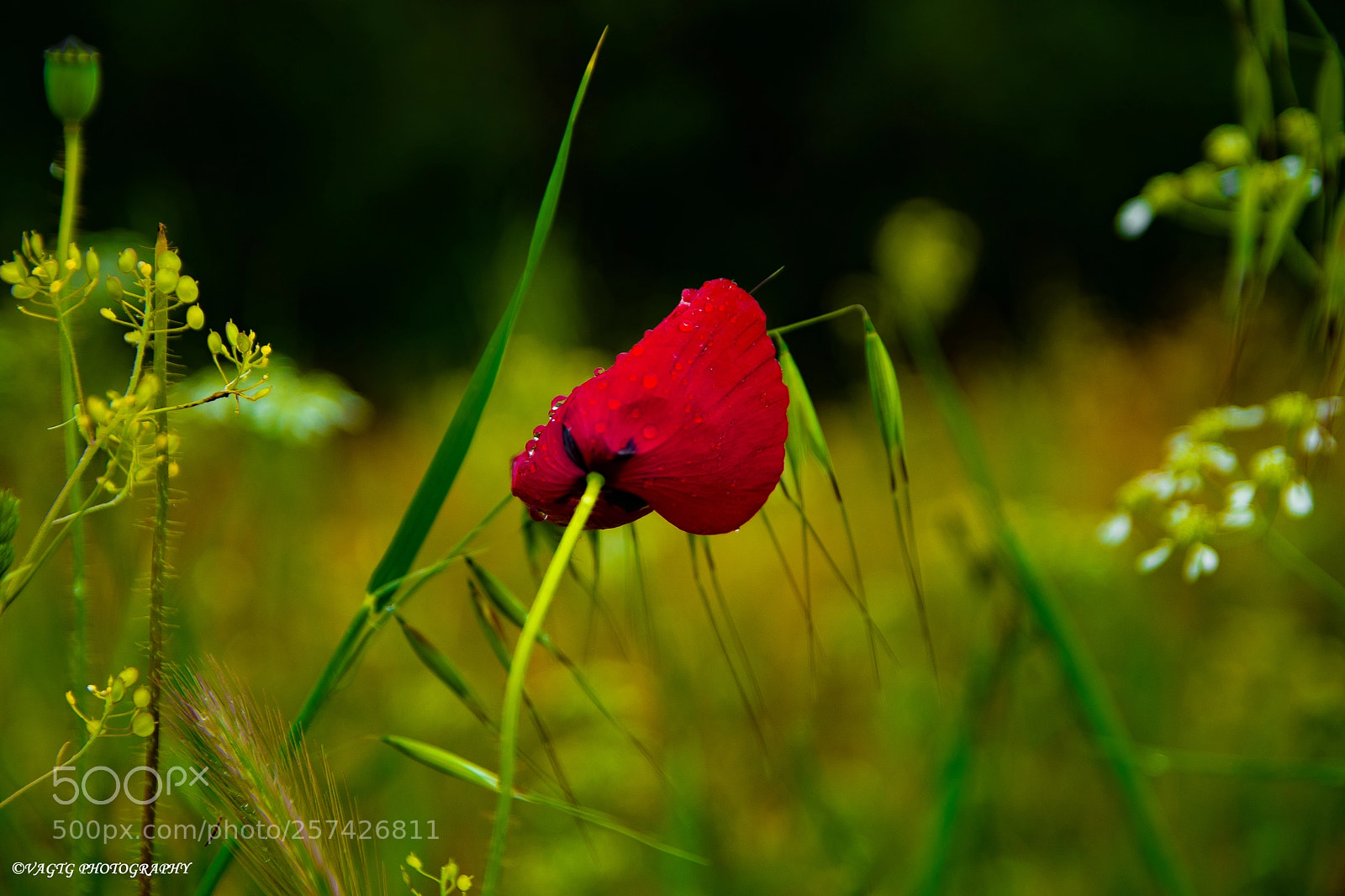 Nikon D3400 sample photo. Wet flower photography