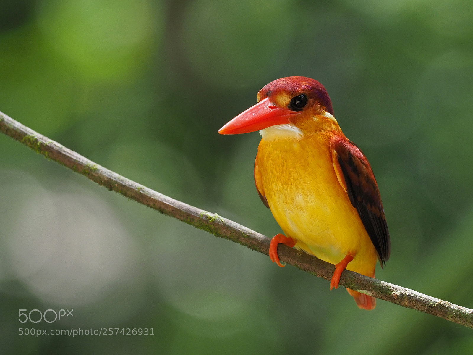 Olympus OM-D E-M1 Mark II sample photo. Rufous-backed kingfisher photography