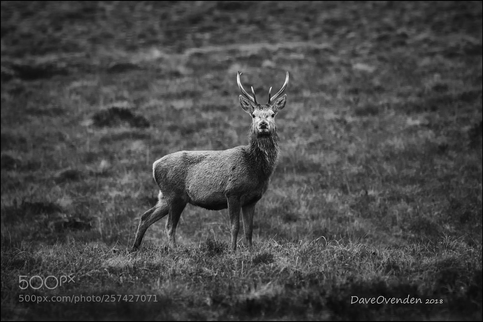 Canon EOS-1D X Mark II sample photo. Stag photography