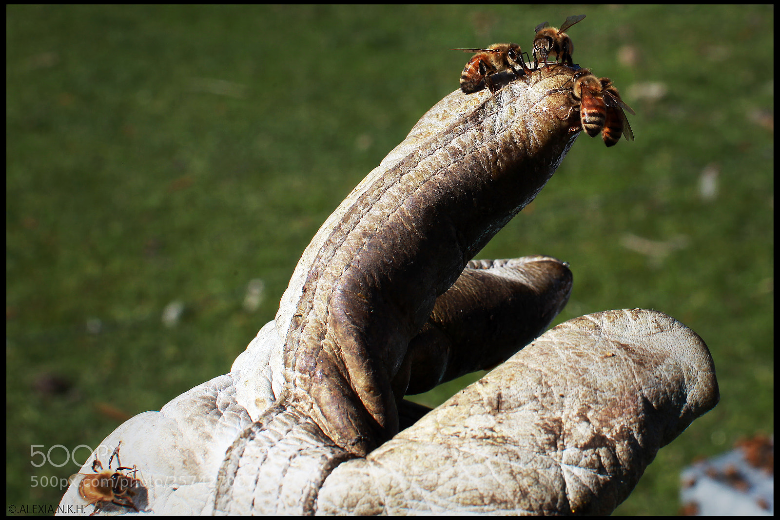 Canon EOS 5D Mark II sample photo. Sweet bees photography