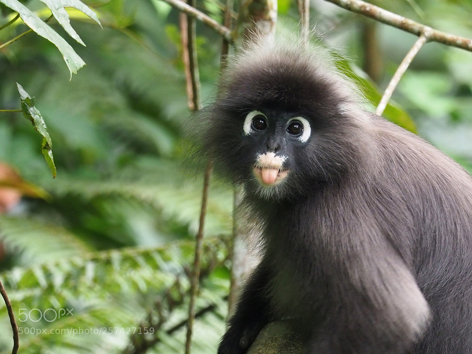 Olympus OM-D E-M1 Mark II sample photo. Cheeky monkey! photography