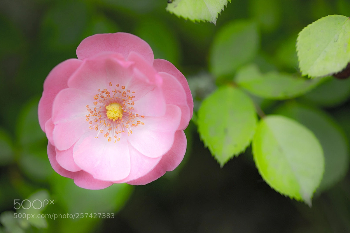 Canon EOS 5D Mark IV sample photo. Untitled photography