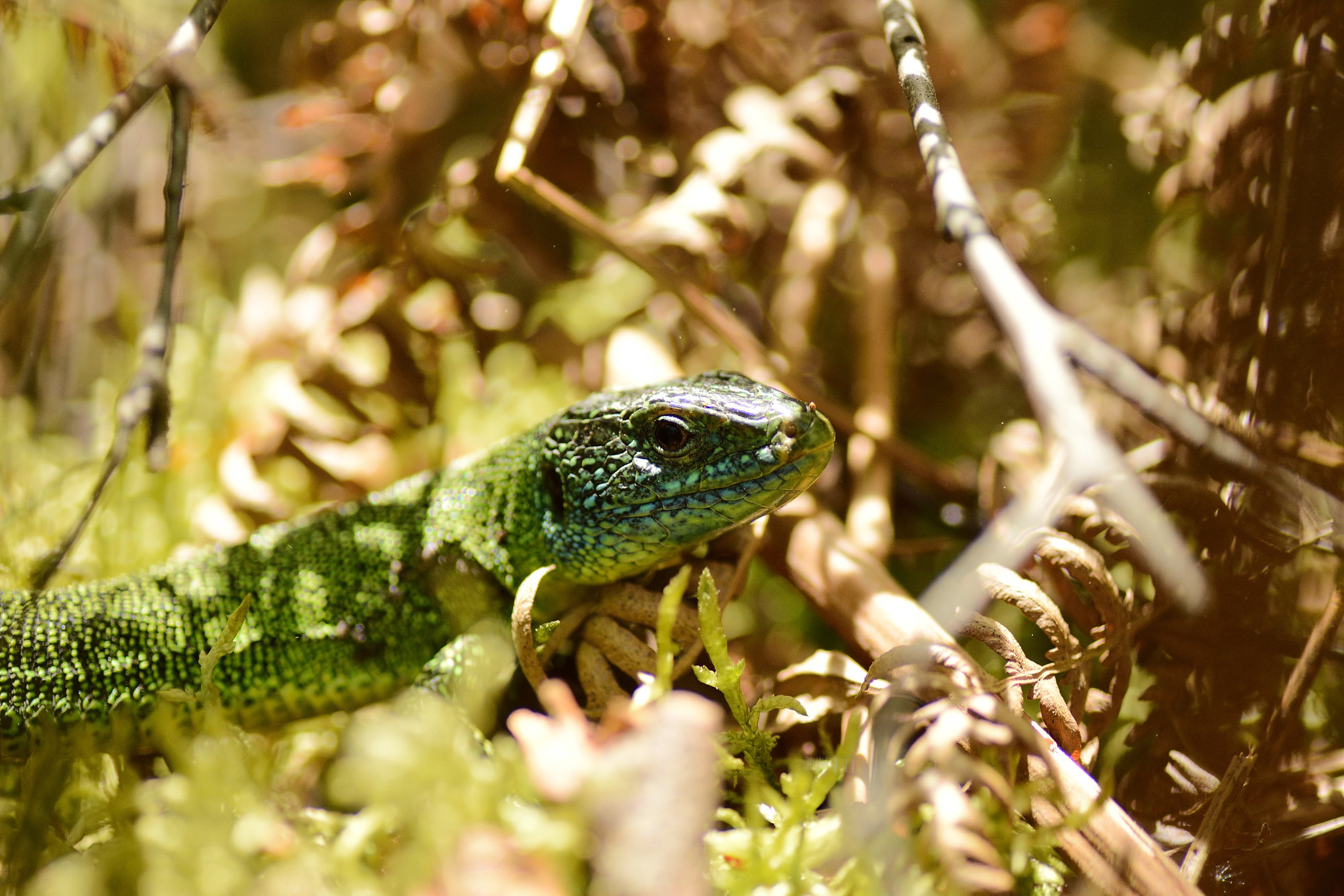 Nikon D5500 sample photo. All in green photography