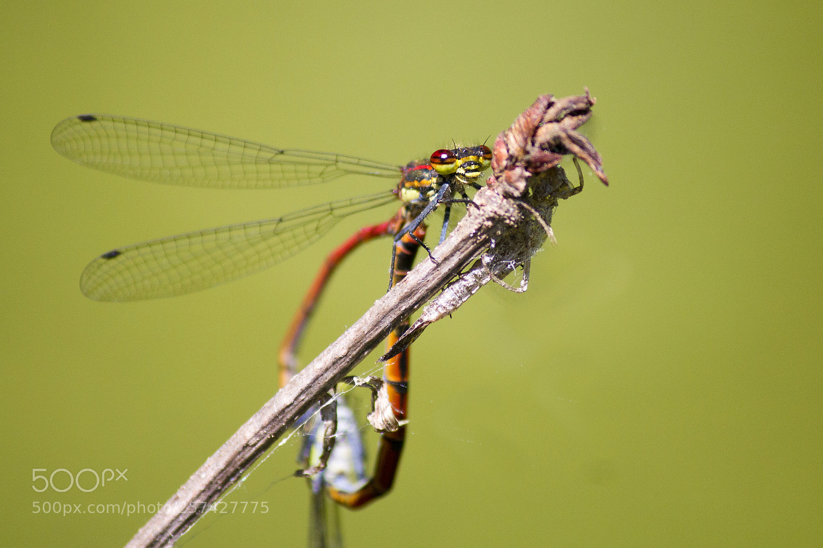 Canon EOS 550D (EOS Rebel T2i / EOS Kiss X4) sample photo. Dragonfly red photography