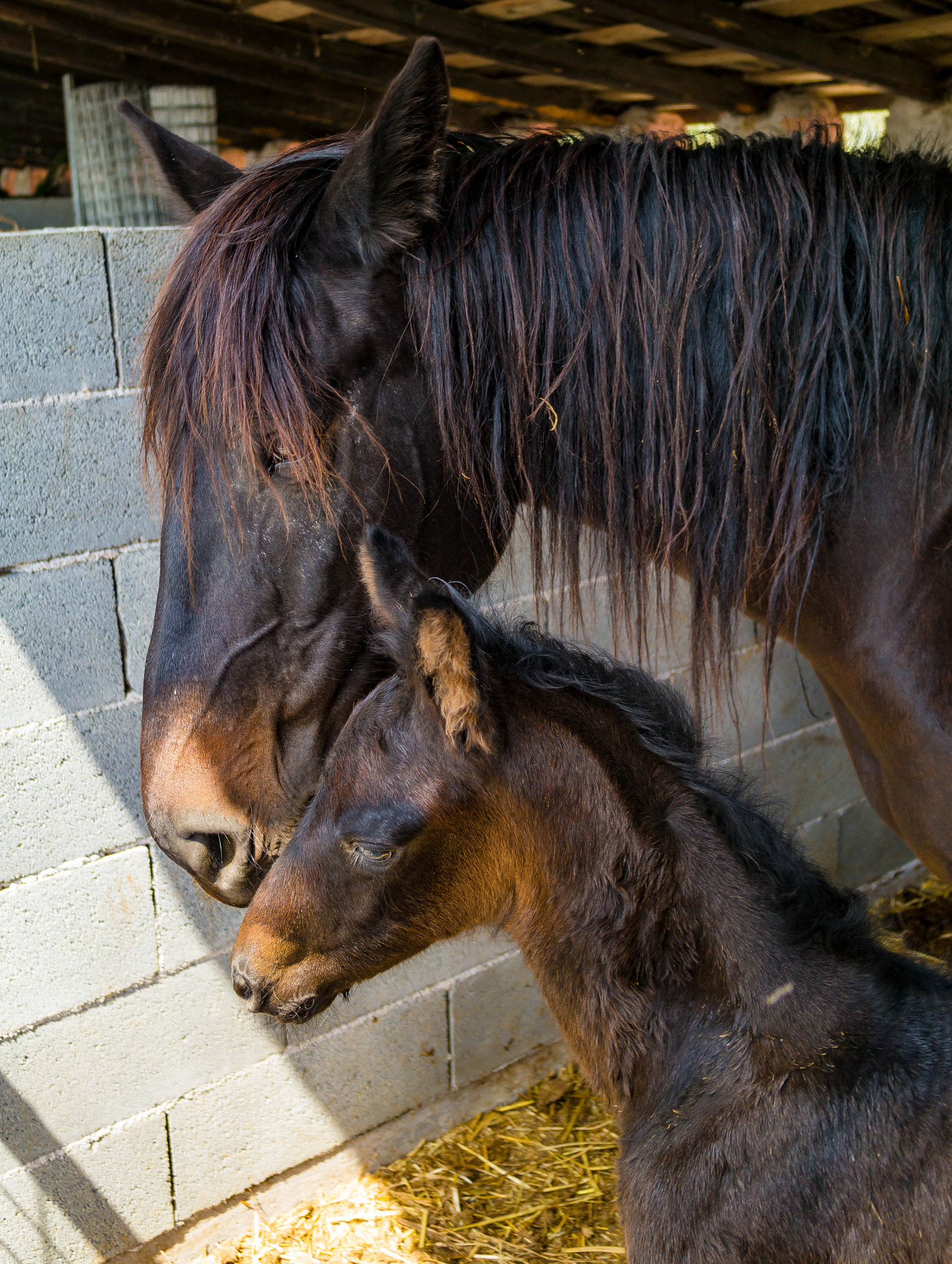 Samsung NX2000 sample photo. Mother and baby photography