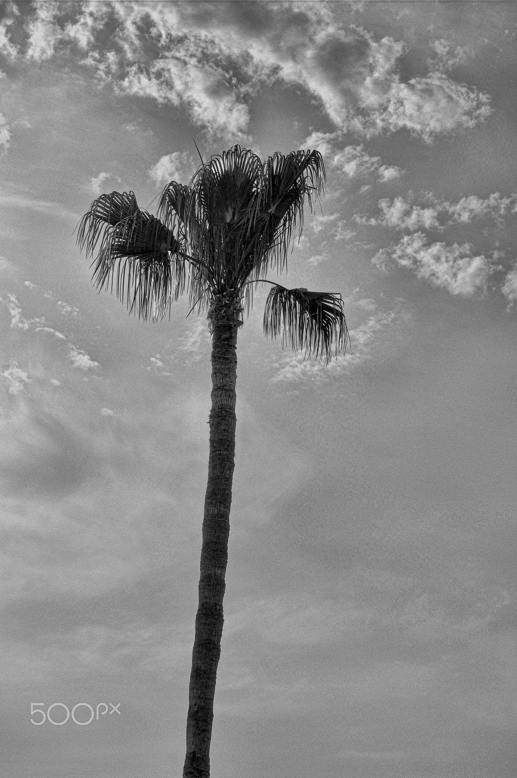 Nikon D2X sample photo. Single palm tree photography