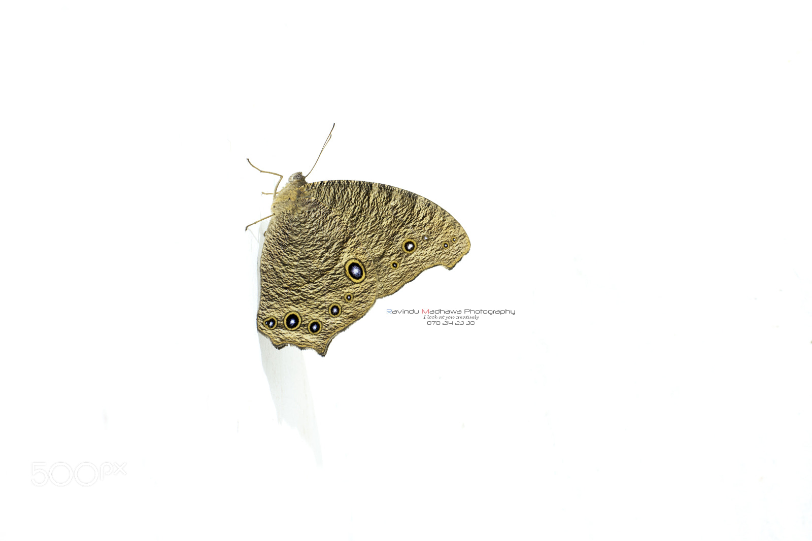Nikon D7200 sample photo. Butterfly photography