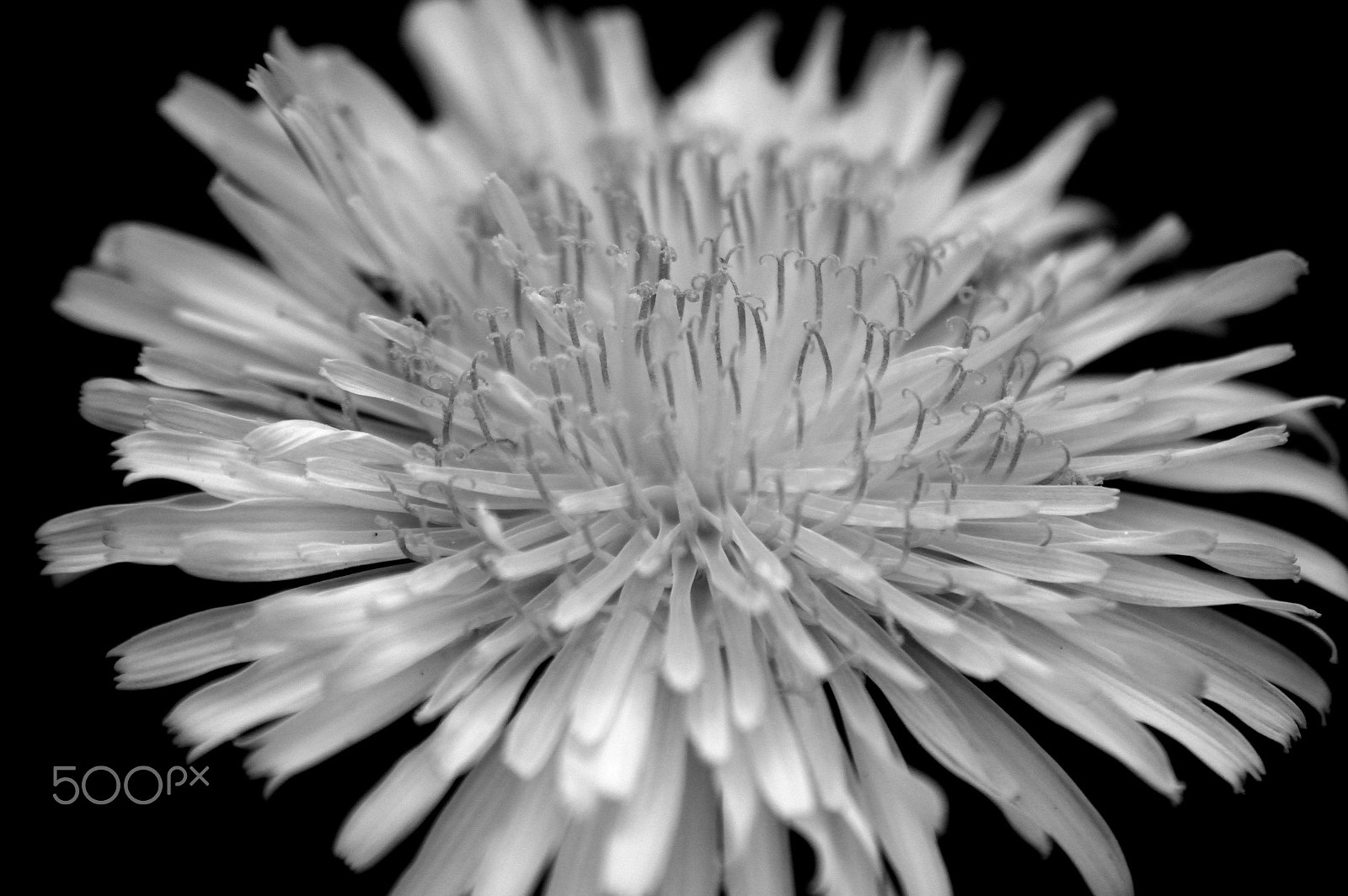 Sigma 70-300mm F4-5.6 APO DG Macro sample photo. Dandelion photography