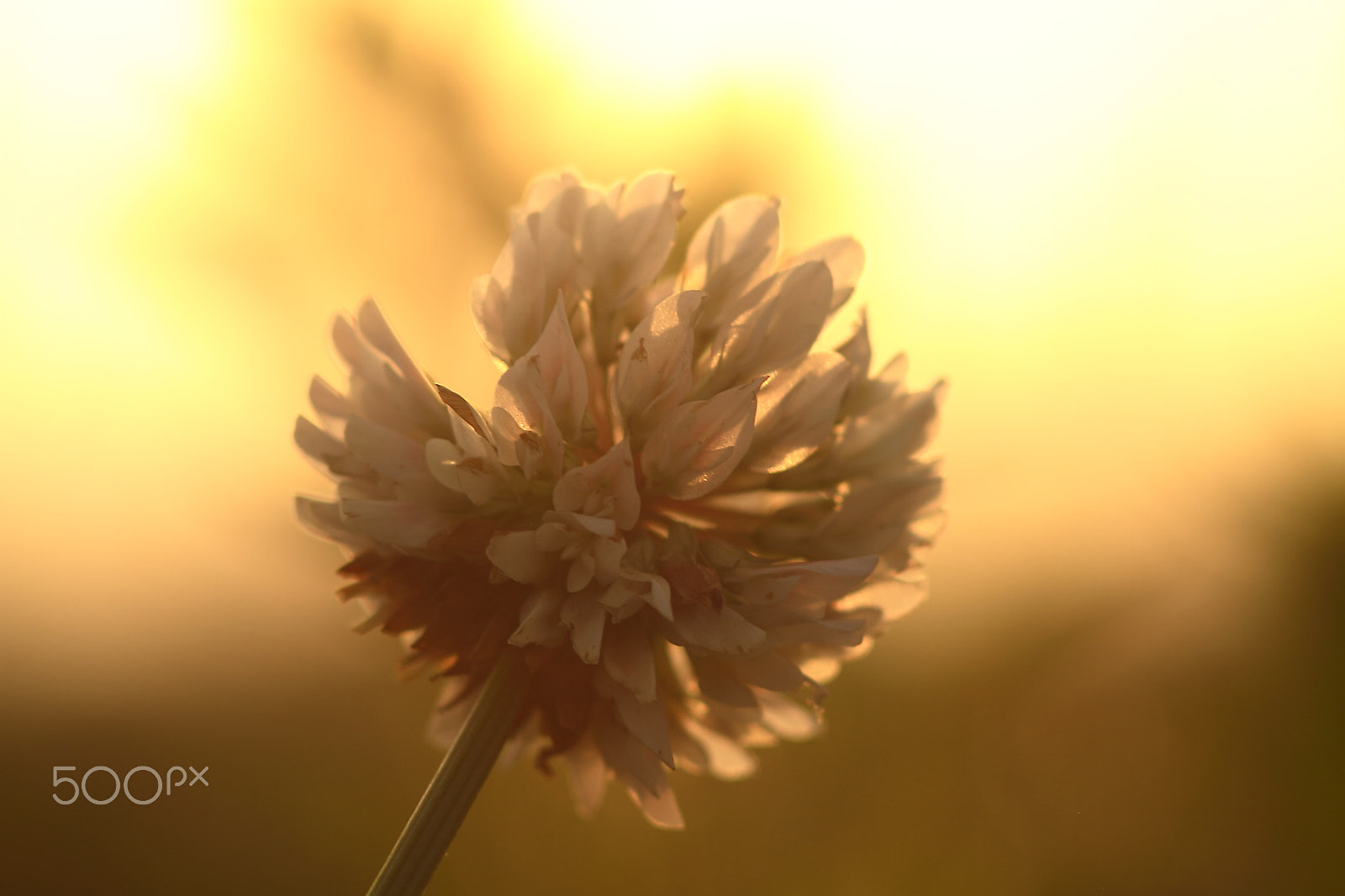 Canon EOS 7D + Canon EF 50mm F1.8 II sample photo. White clover photography
