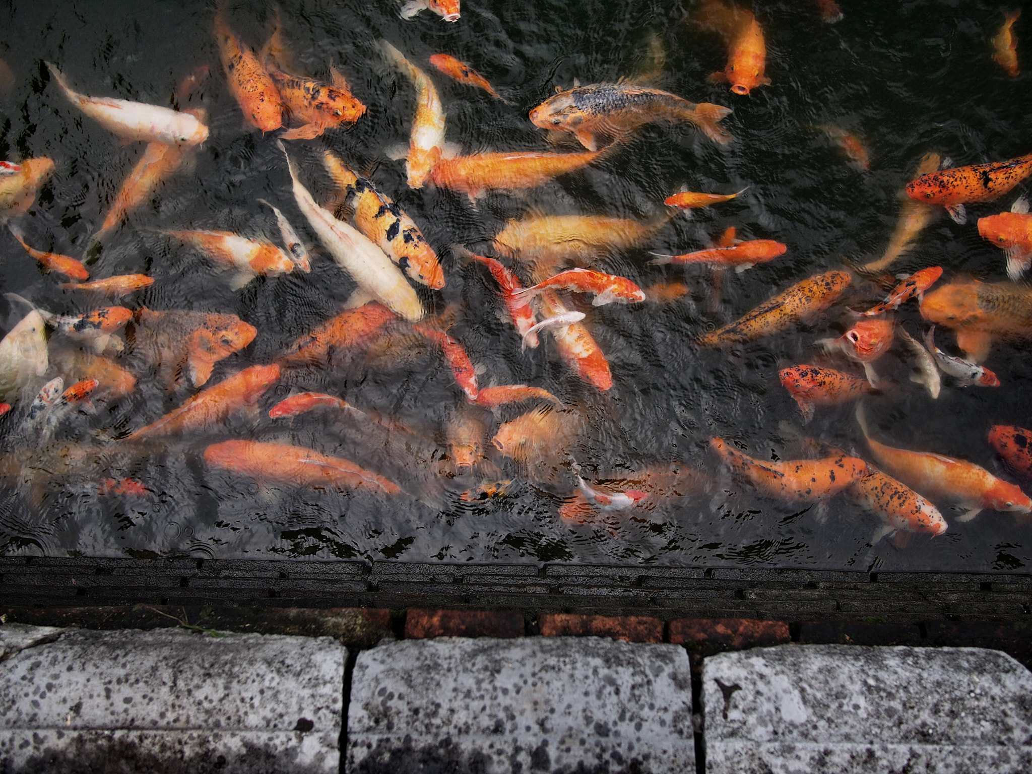 Olympus PEN E-PL5 sample photo. Fishes photography