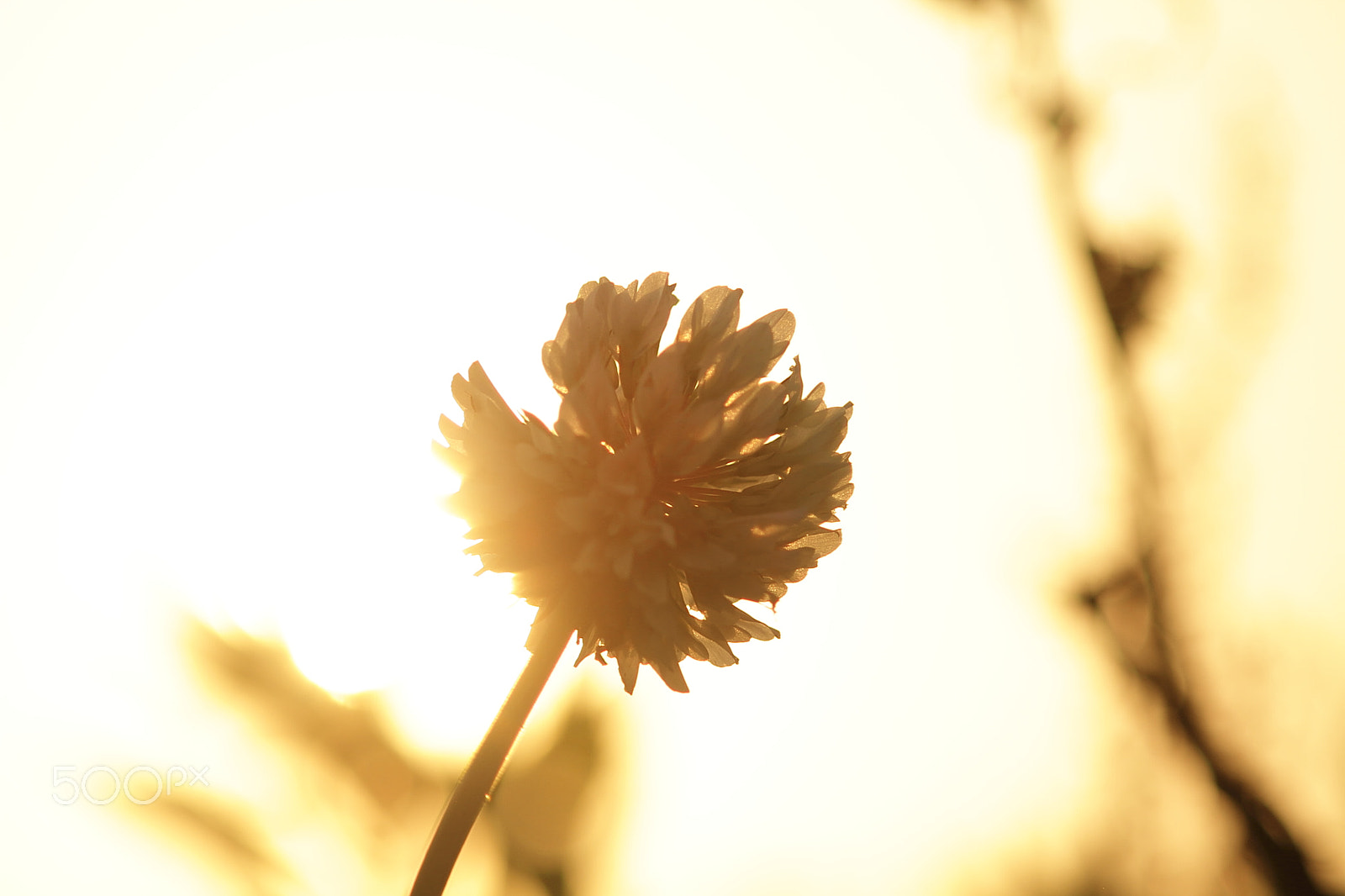 Canon EOS 7D + Canon EF 50mm F1.8 II sample photo. White clover photography