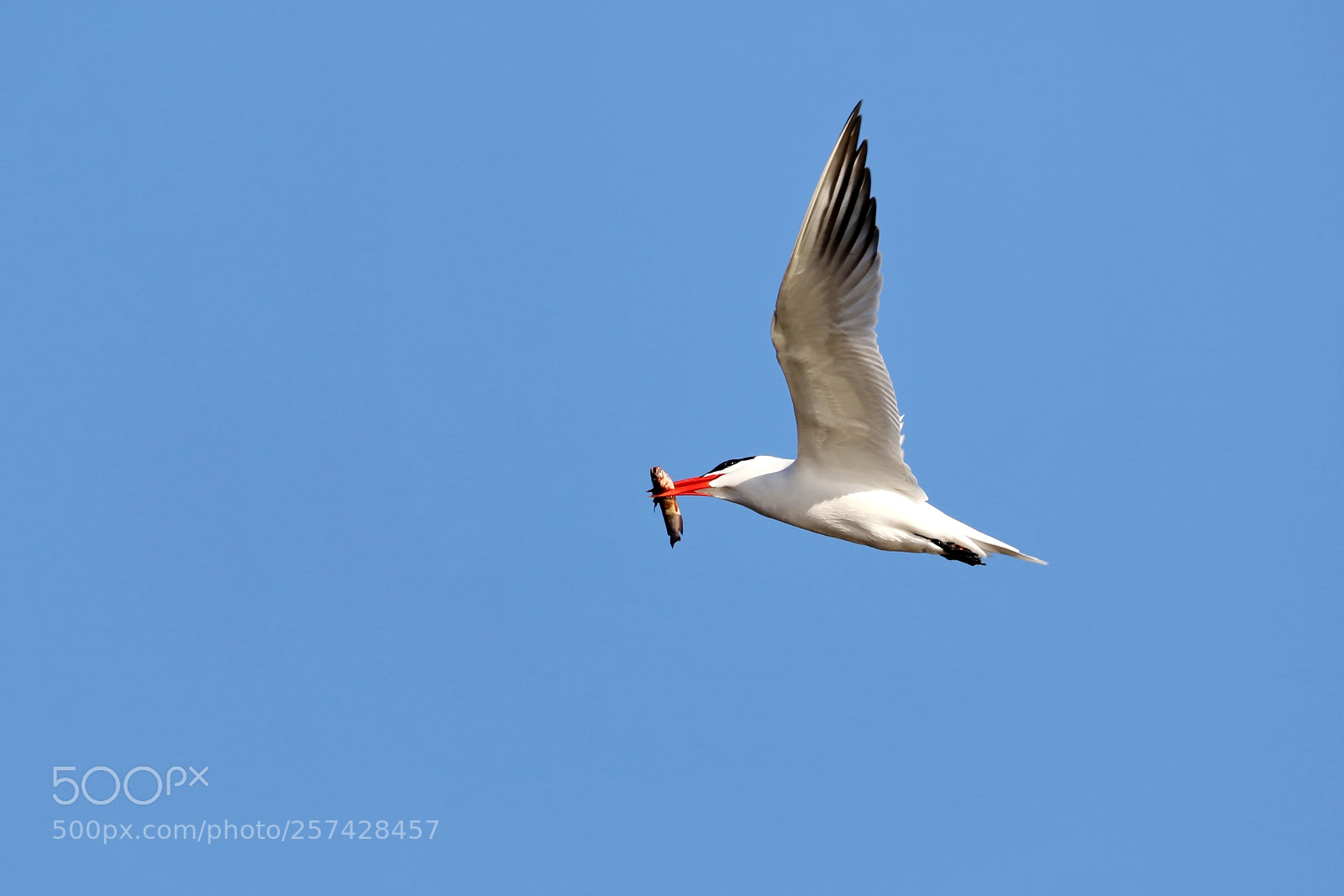 Canon EOS 7D Mark II sample photo. Caspian tern photography