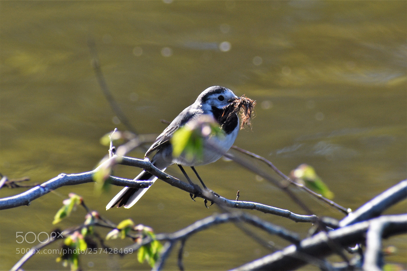 Nikon D3400 sample photo