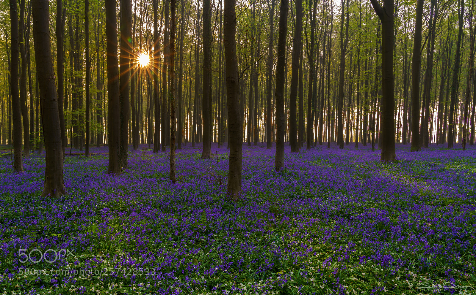 Sony a7R III sample photo. Hallerbos sunstar photography