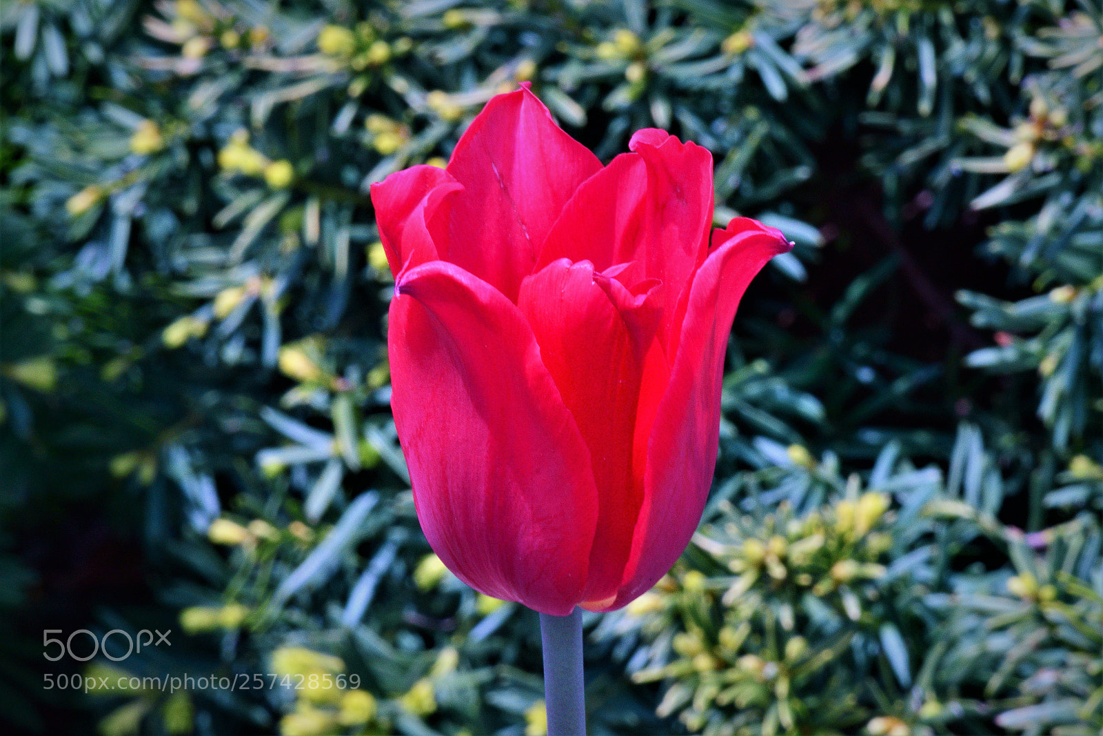 Nikon D3300 sample photo. The solo red flower photography