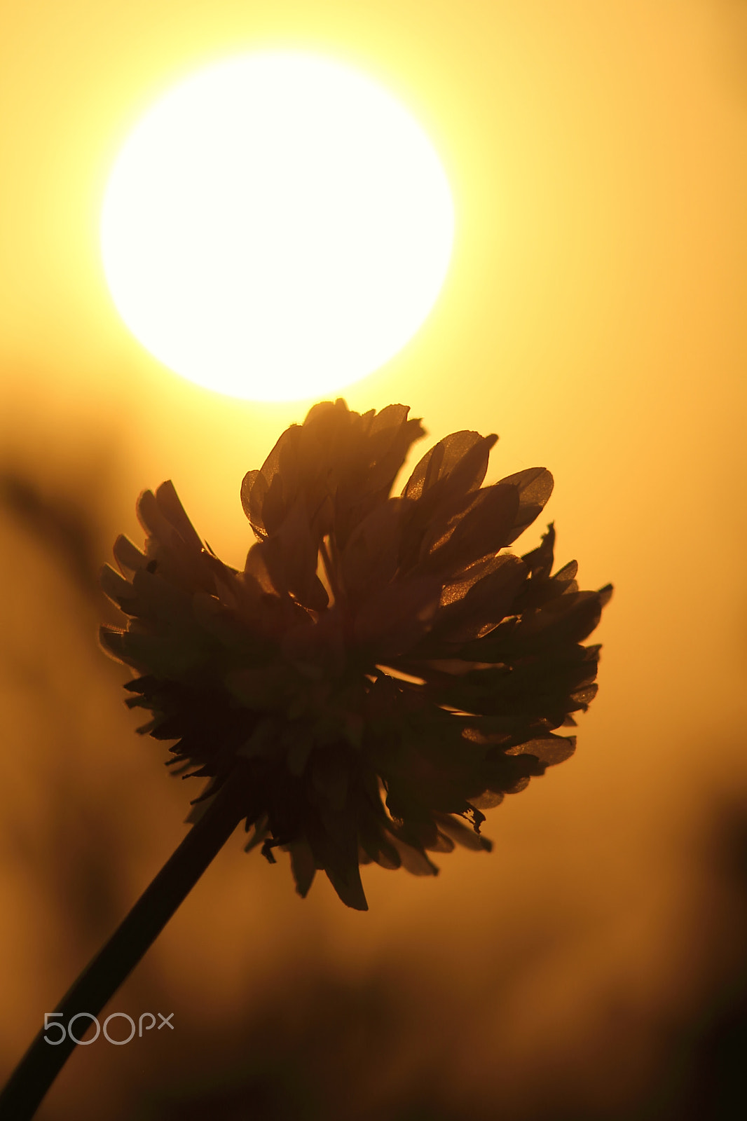 Canon EOS 7D + Canon EF 50mm F1.8 II sample photo. White clover photography