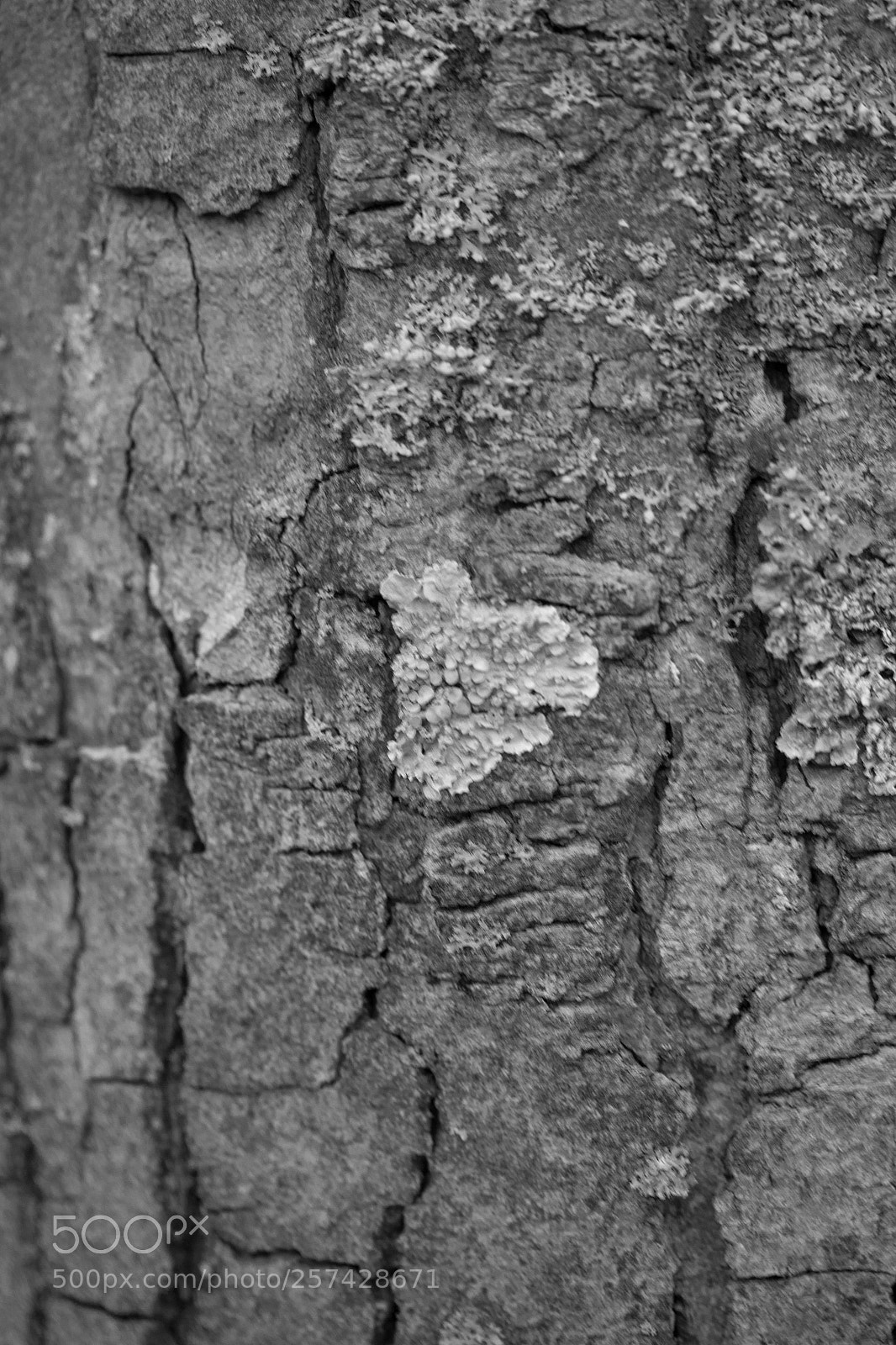 Canon EOS 700D (EOS Rebel T5i / EOS Kiss X7i) sample photo. Bark in black and photography
