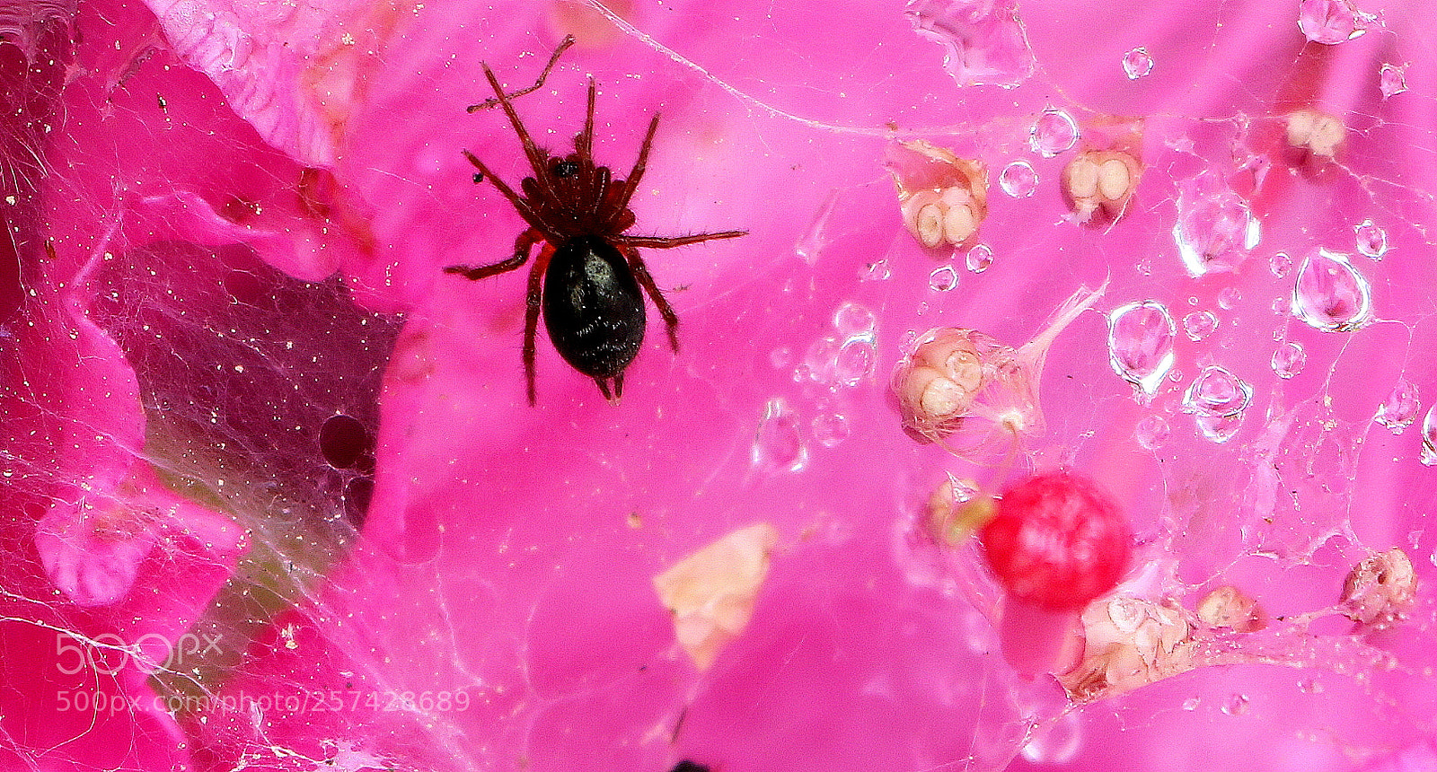 Canon EOS 750D (EOS Rebel T6i / EOS Kiss X8i) sample photo. "krabbler in pink" photography