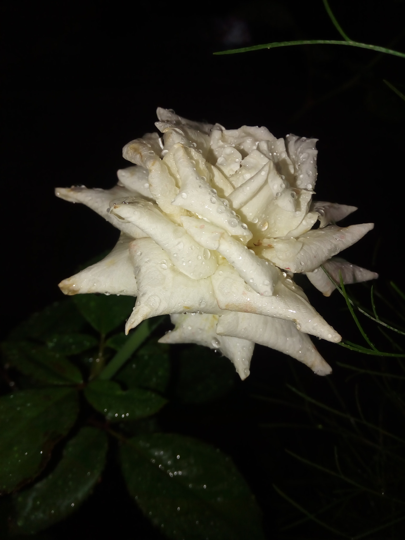 Lenovo VIBE X3 LITE sample photo