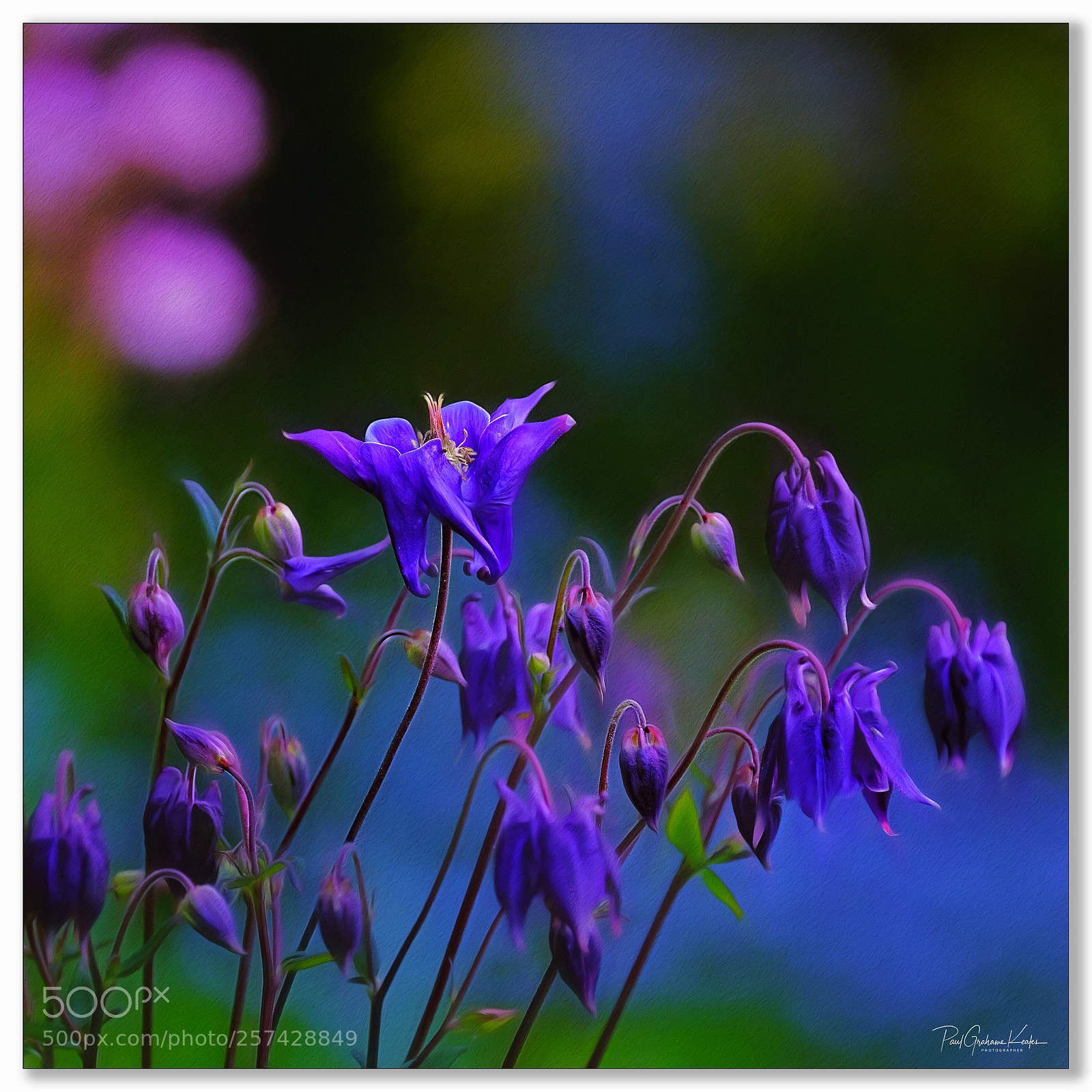 Fujifilm X-H1 sample photo. New blooms .... photography