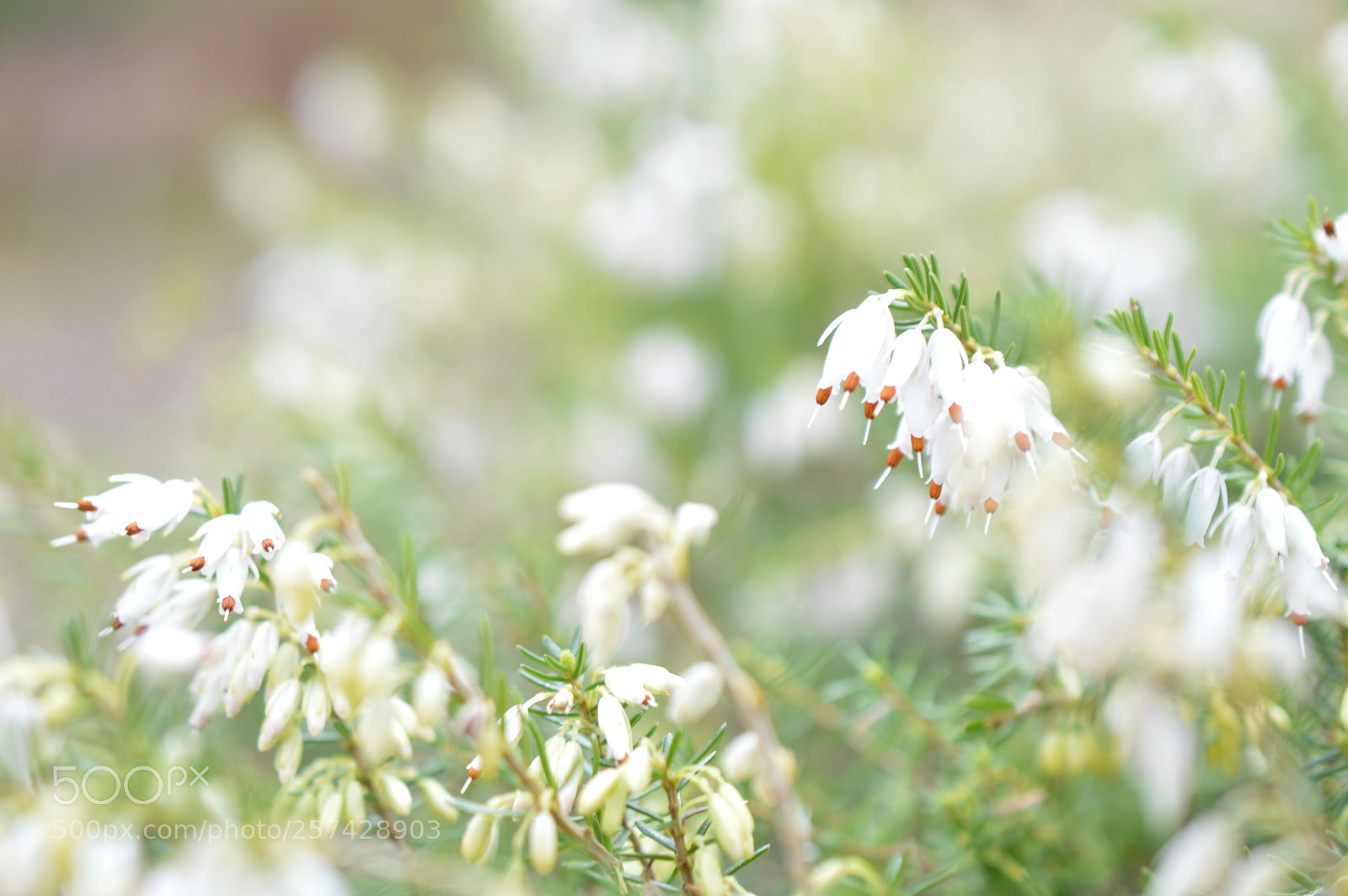 Nikon D3200 sample photo. Erica carnea✨ photography