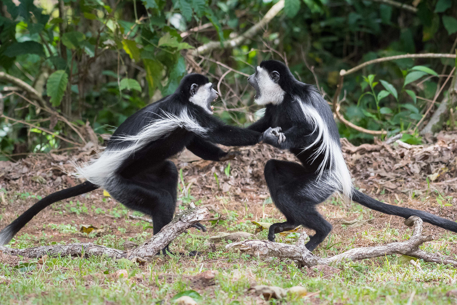 Nikon D500 sample photo. 1, 2, 3 fight! photography