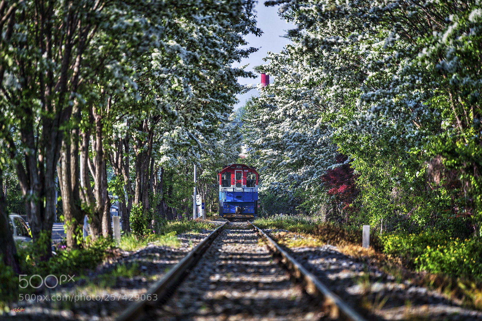 Nikon D850 sample photo. 이팝나무 철길 photography