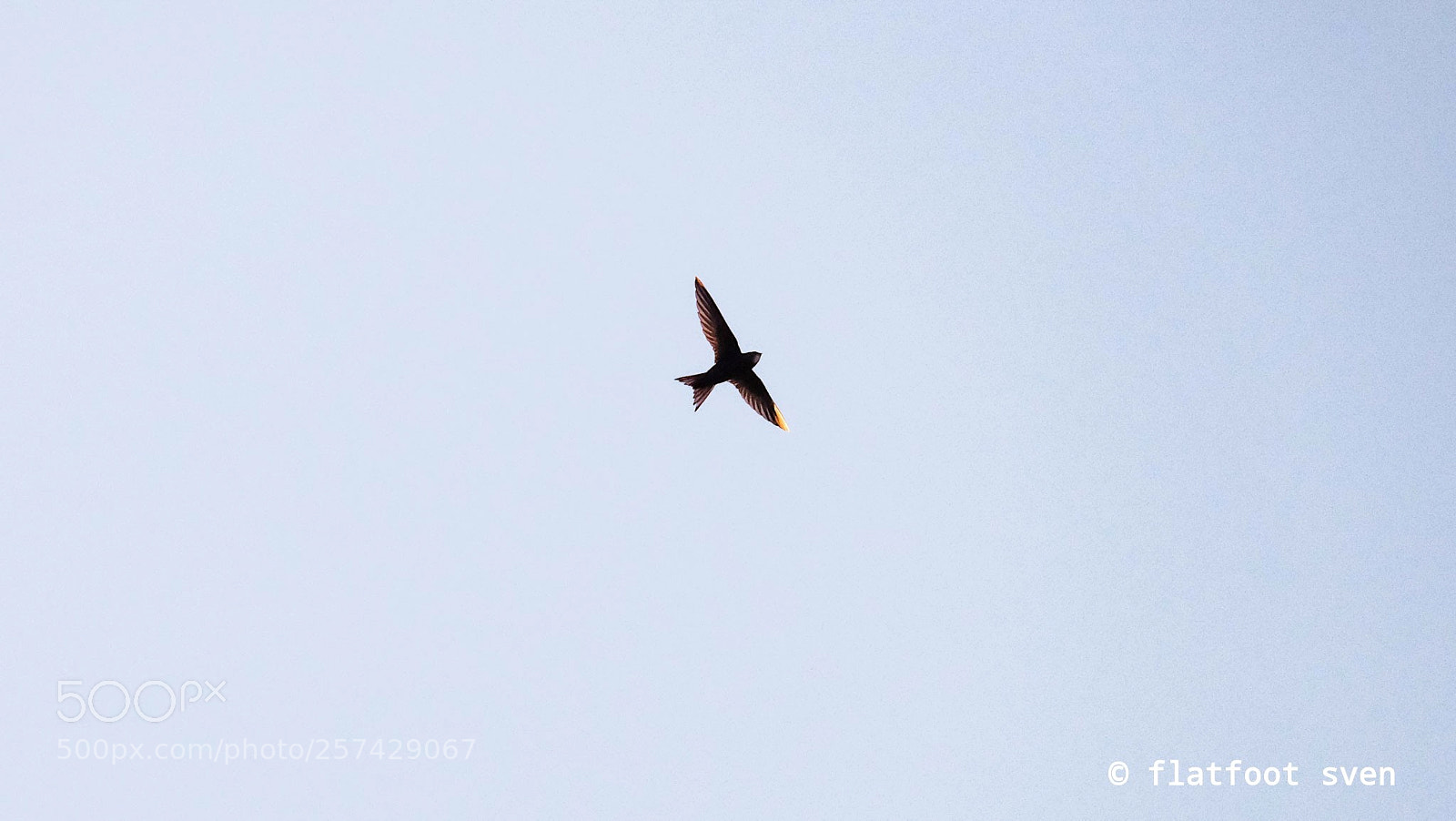 Fujifilm X-E2 sample photo. Up up and away photography