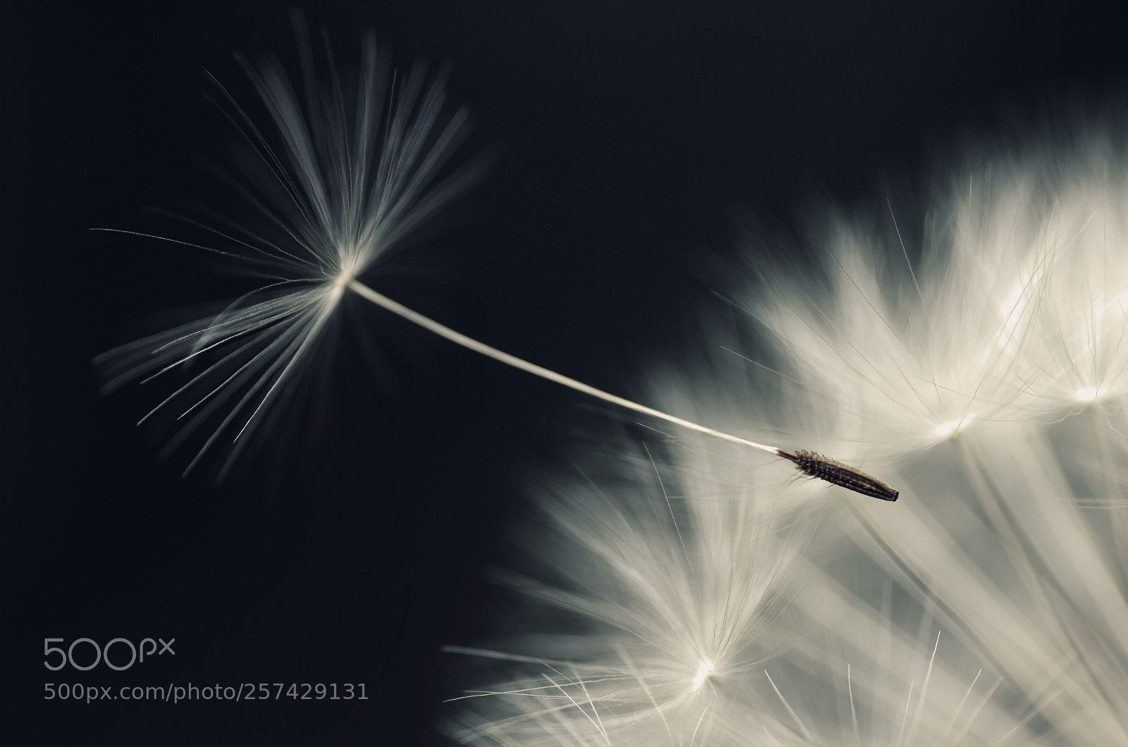 Pentax K-5 II sample photo. Taraxacum officinale (púpava) photography
