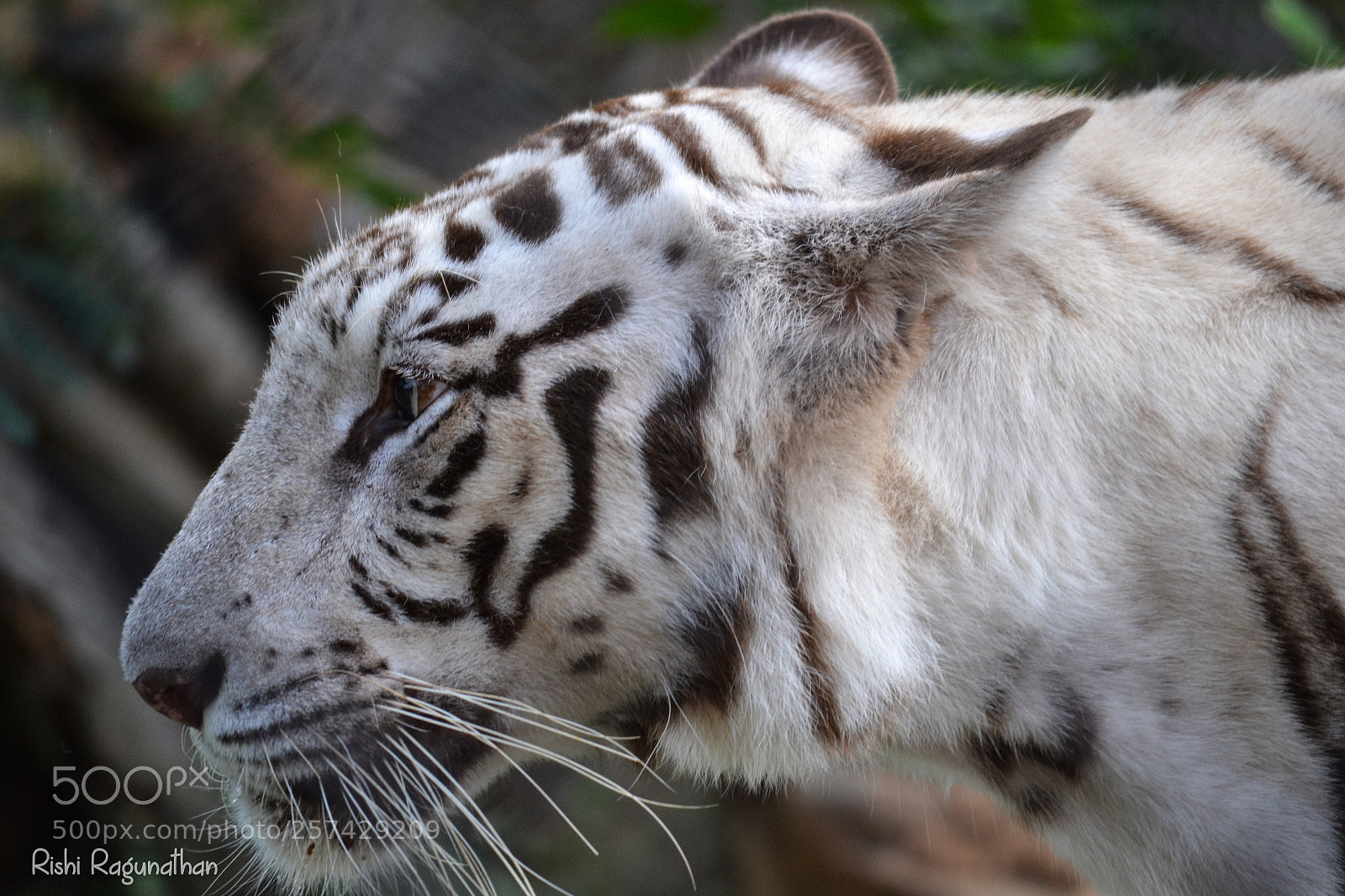 Nikon D3100 sample photo. Majestic tigress photography