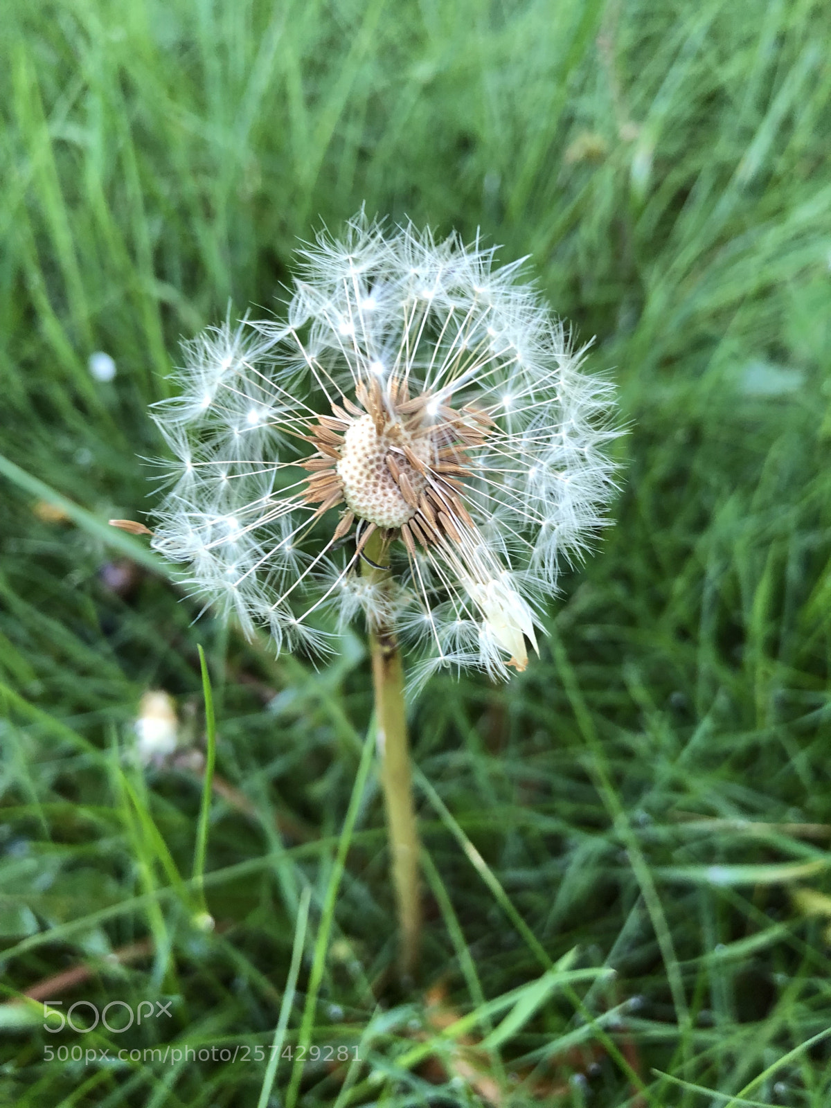 Apple iPhone 8 Plus sample photo. Dandelion in the grass  photography