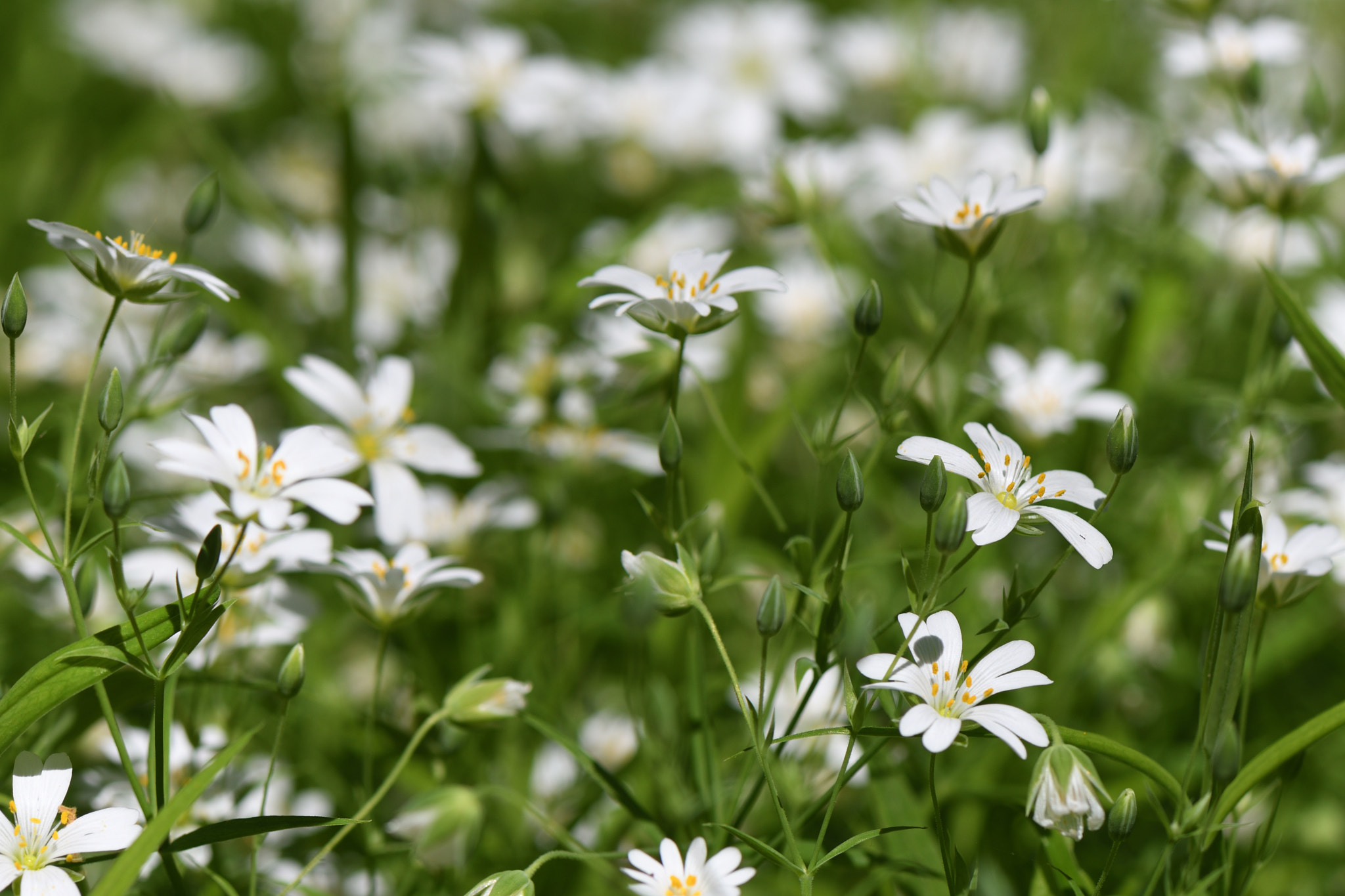 Nikon AF-S Micro-Nikkor 105mm F2.8G IF-ED VR sample photo. Stellaria photography