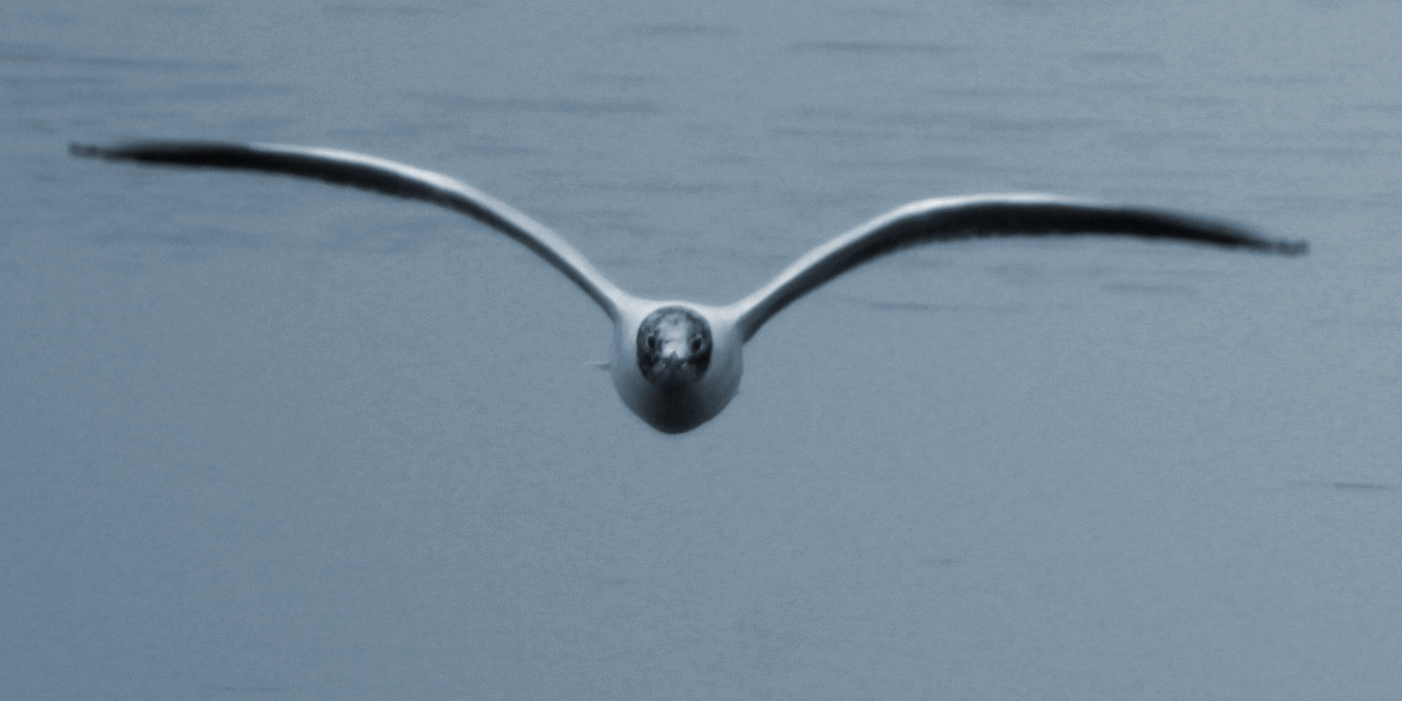 Canon EF 75-300mm f/4-5.6 sample photo. Seabird in flight photography