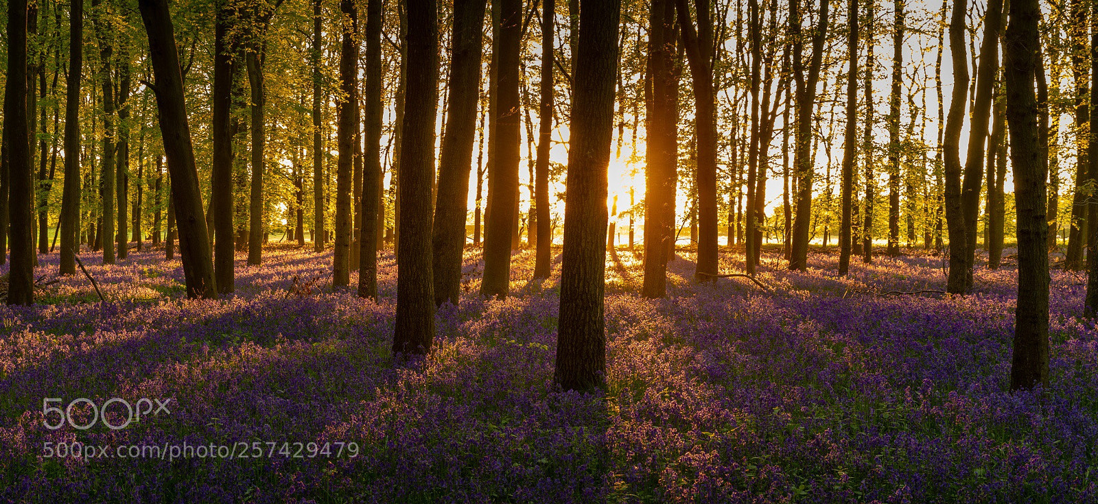 Canon EOS 6D sample photo. Bluebells photography